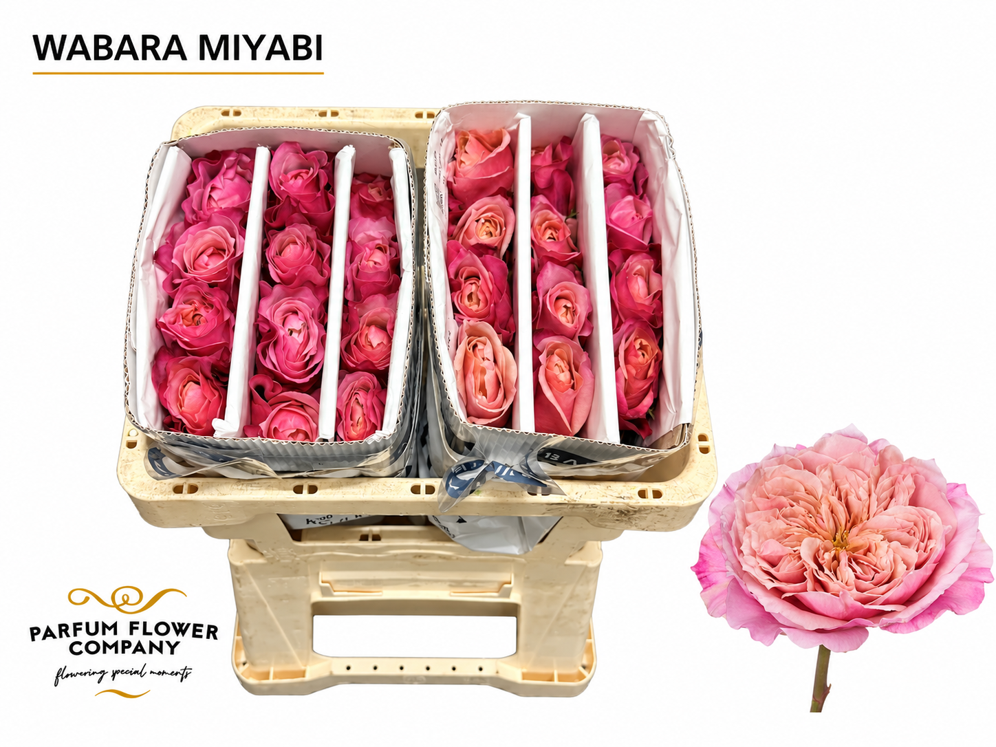 Rosa Garden Wabara Miyabi 50cm