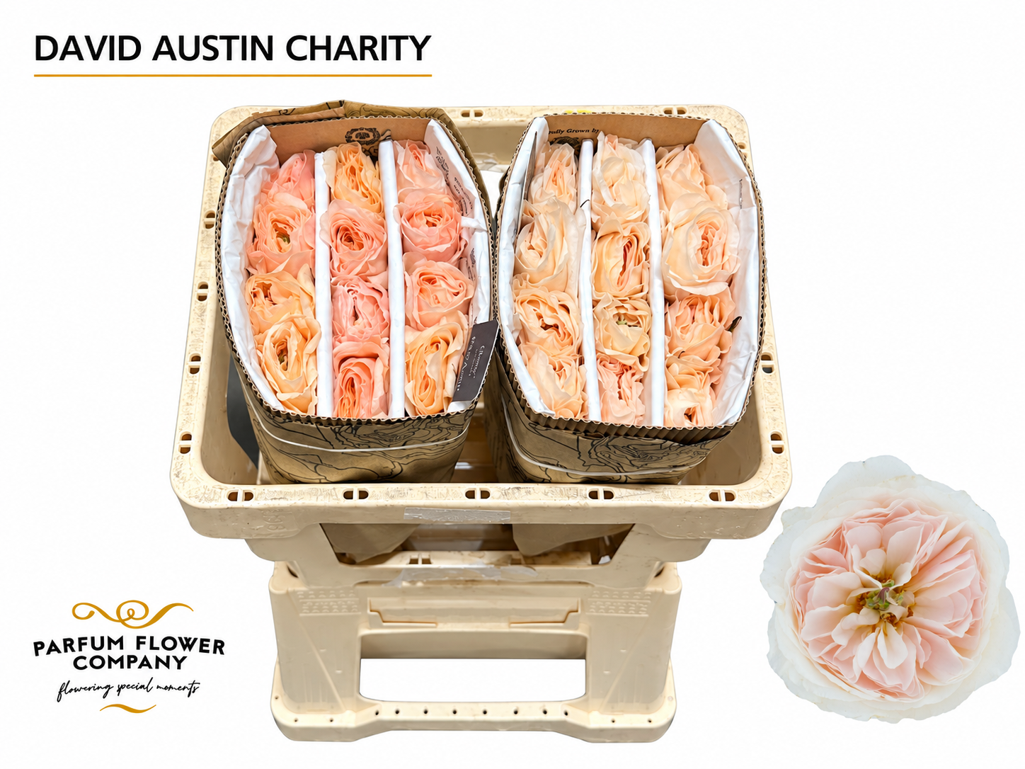 Rosa Austin Charity 50cm
