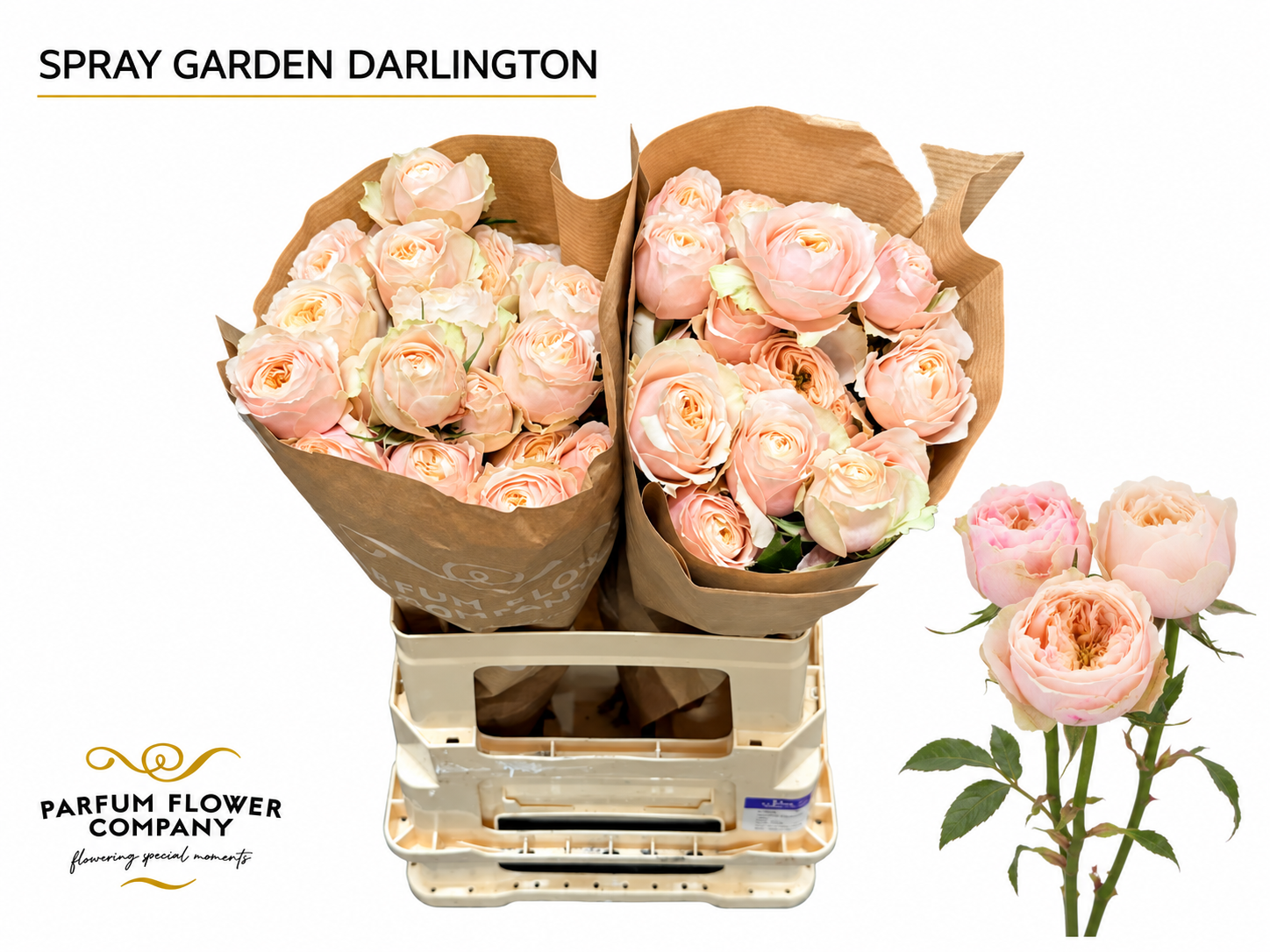 Rosa Spr Darlington 50cm