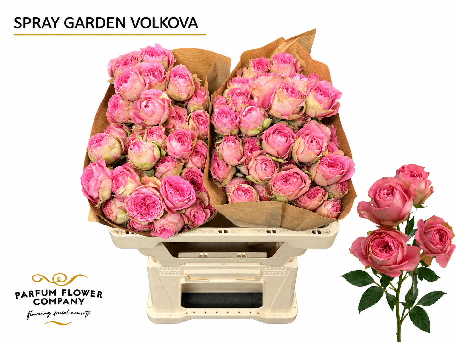 Rosa Spr 50cm