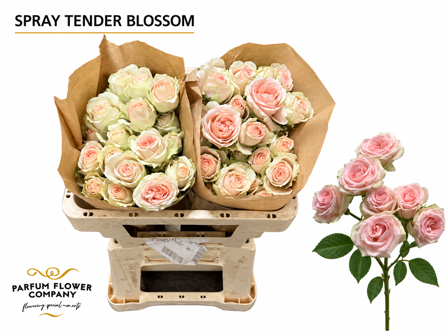Rosa Spr Tender Blossoms 50cm