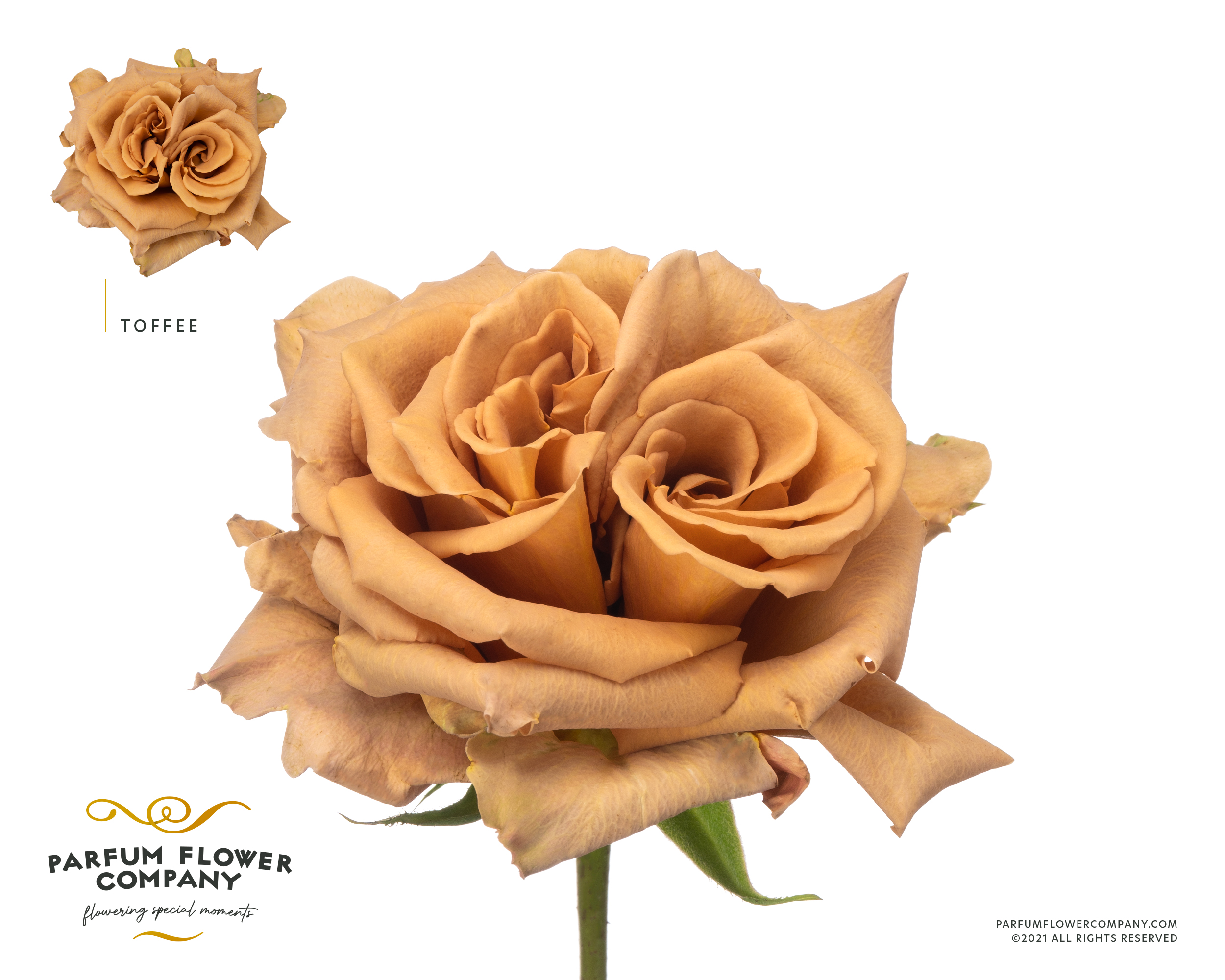Rosa Garden Mystic Moments, ROPGA, Garden Roses, Parfum Flower Company, Todos los productos