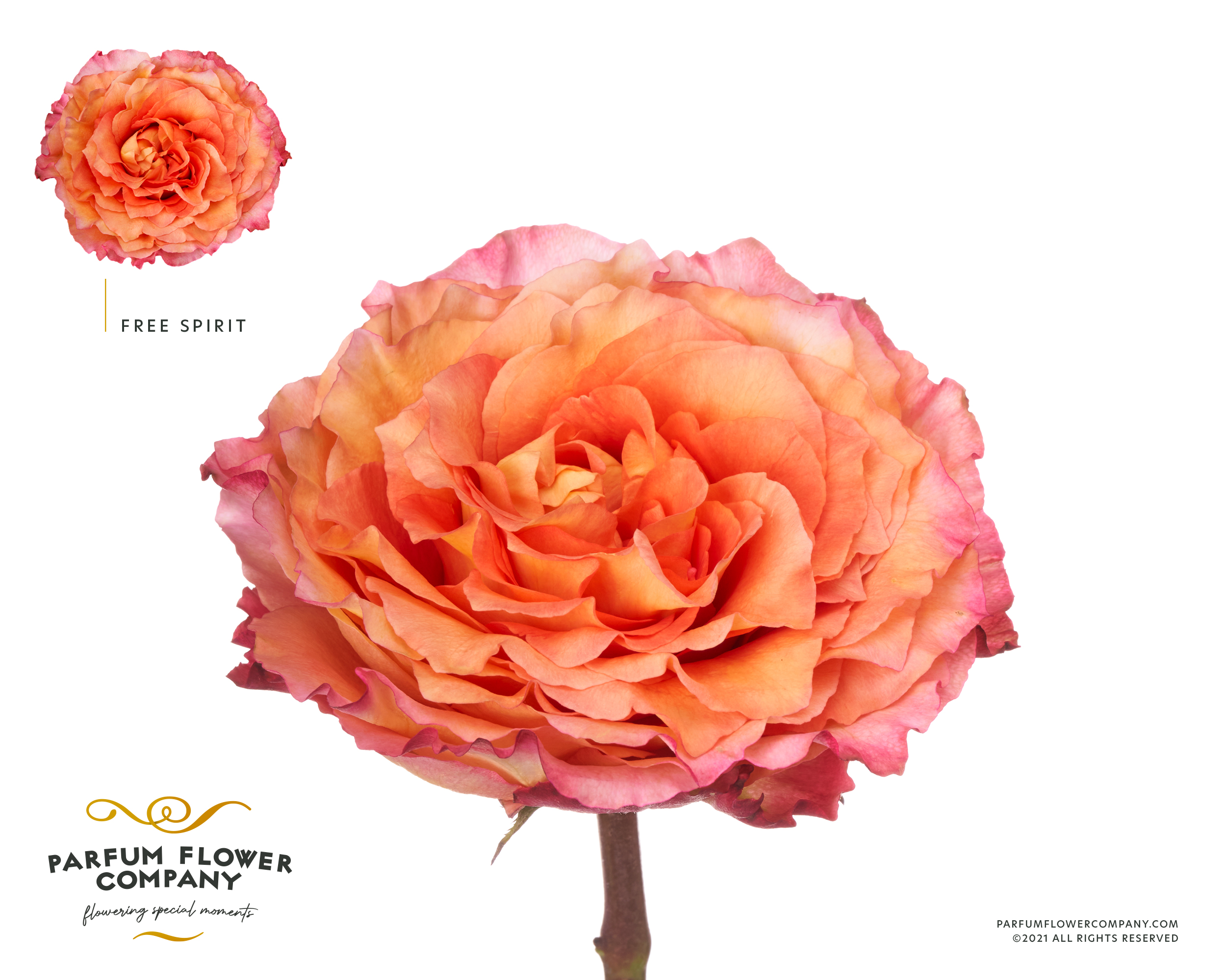 Rosa Garden Parfum Free Spirit 50cm