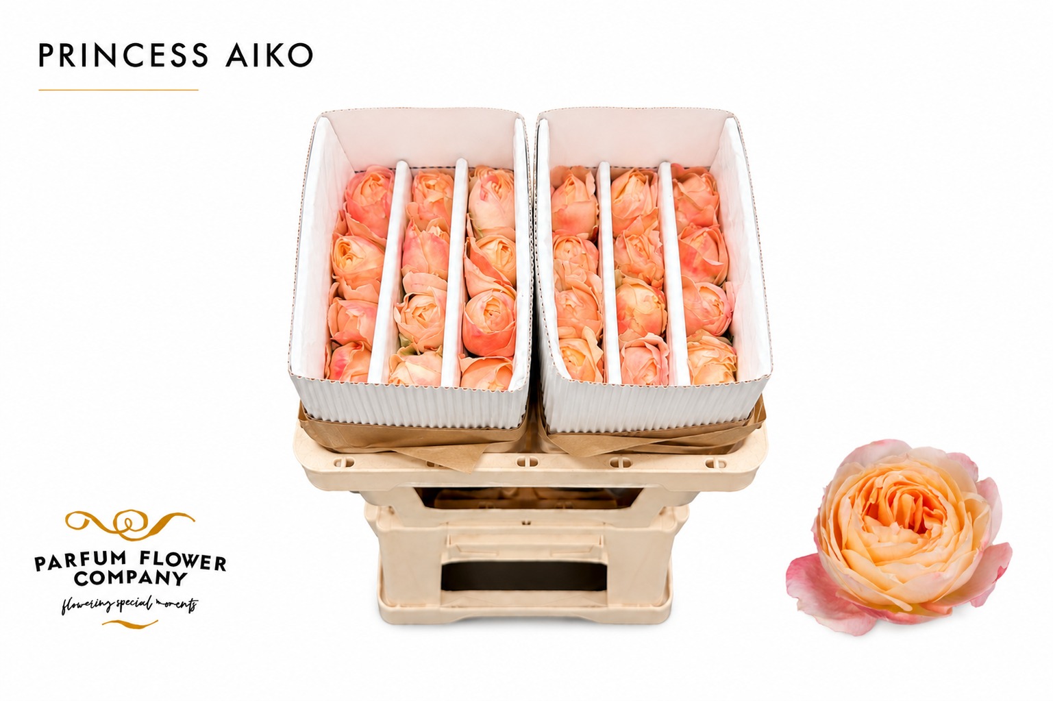 Rosa Princess Aiko