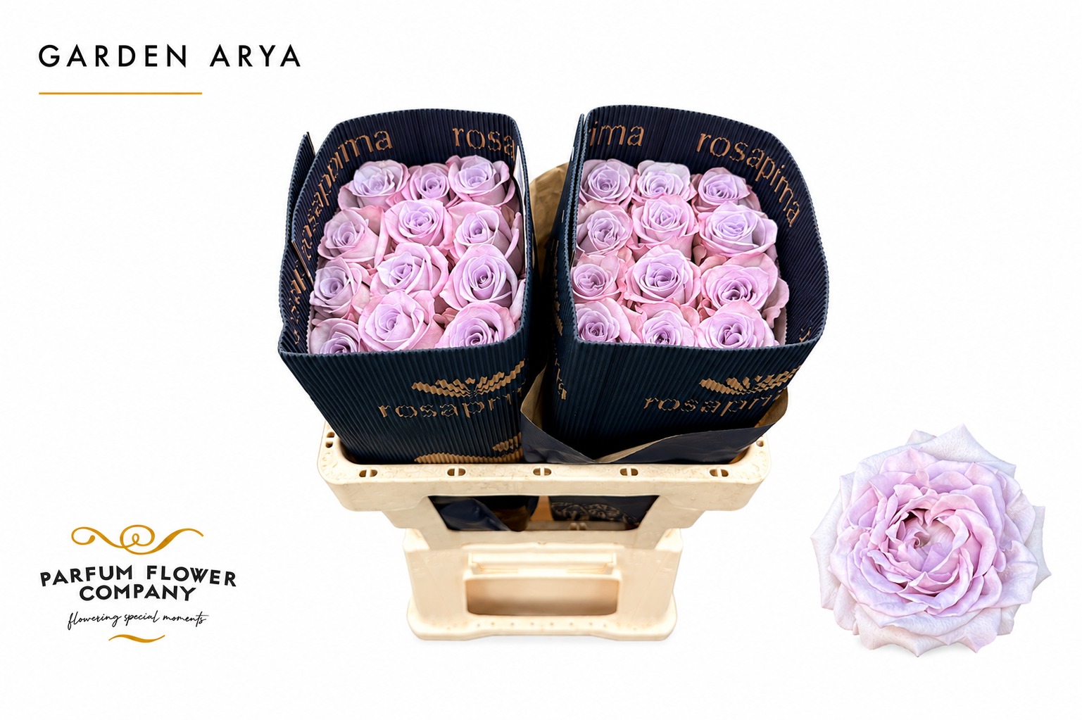 Rosa Garden Arya