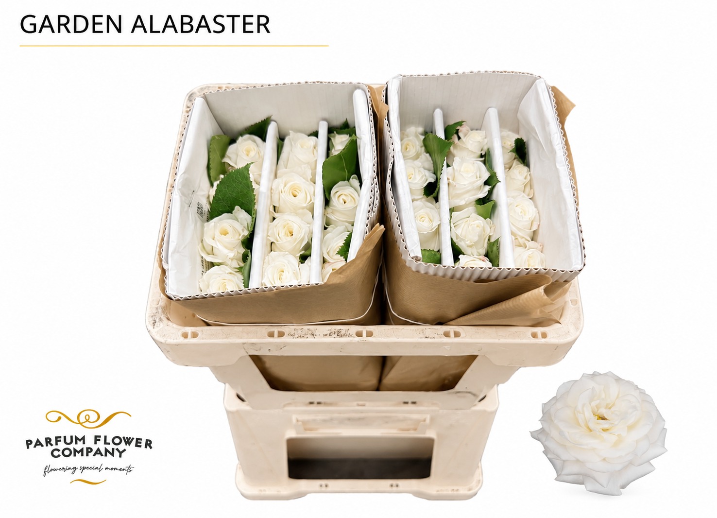 Rosa Garden Alabaster