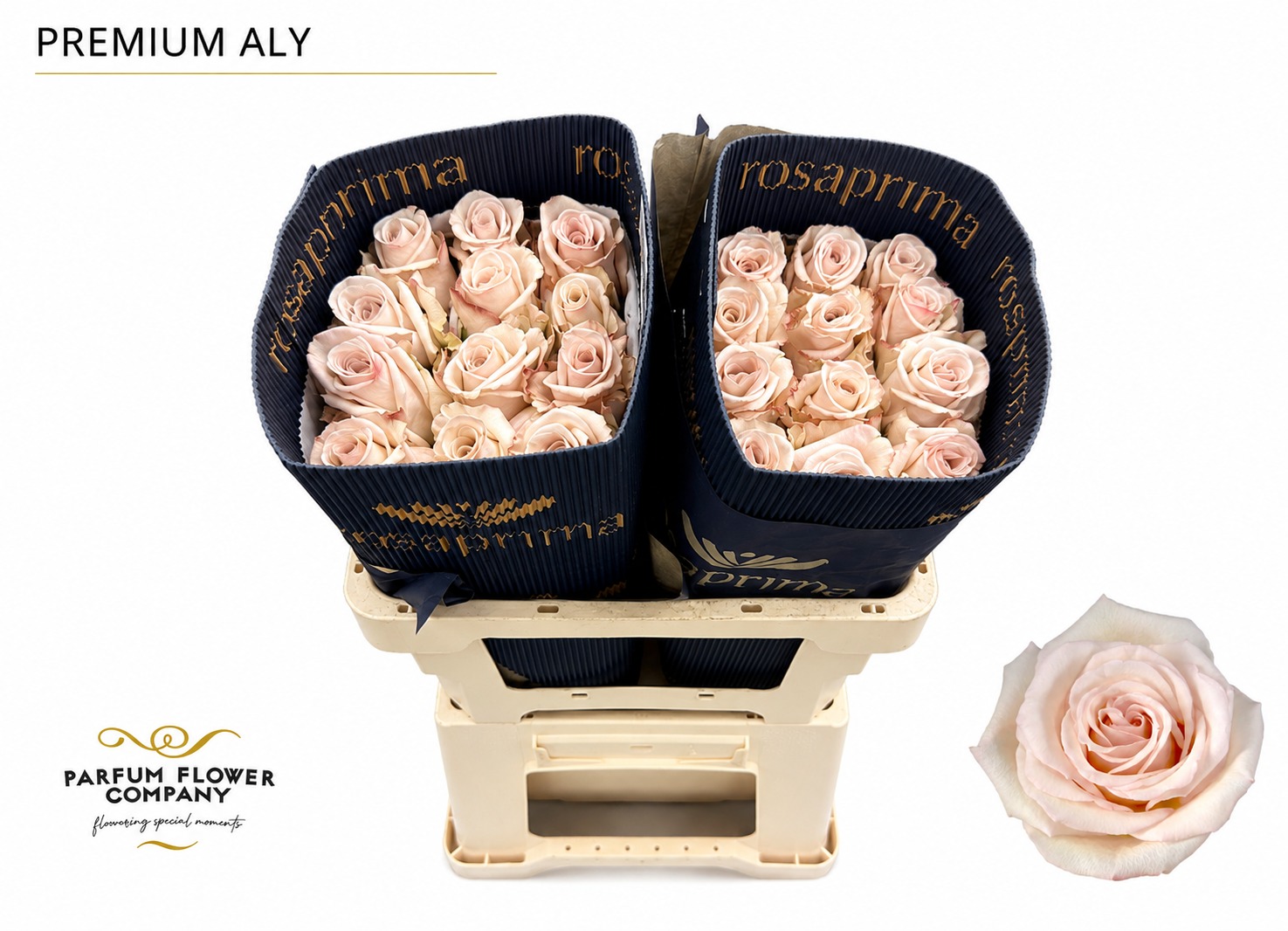 Rosa Premium Aly