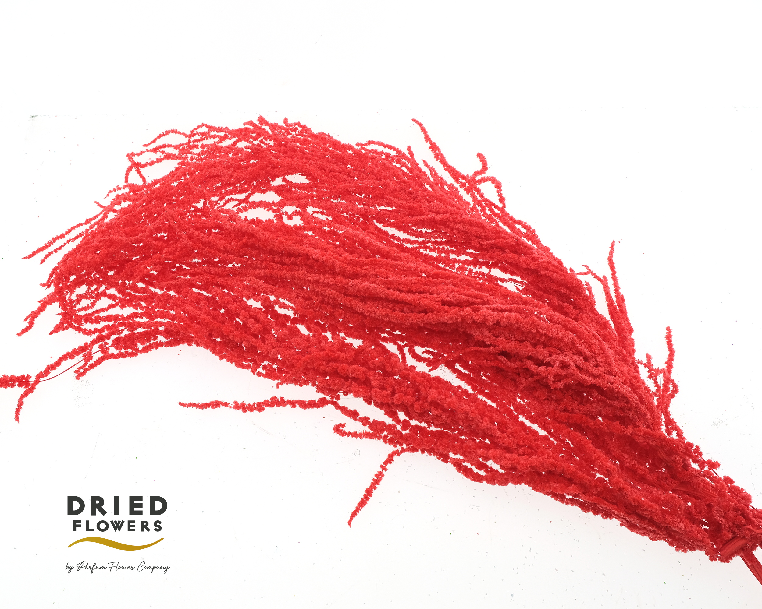 Dried Bleached Amaranthus Caudatus Red