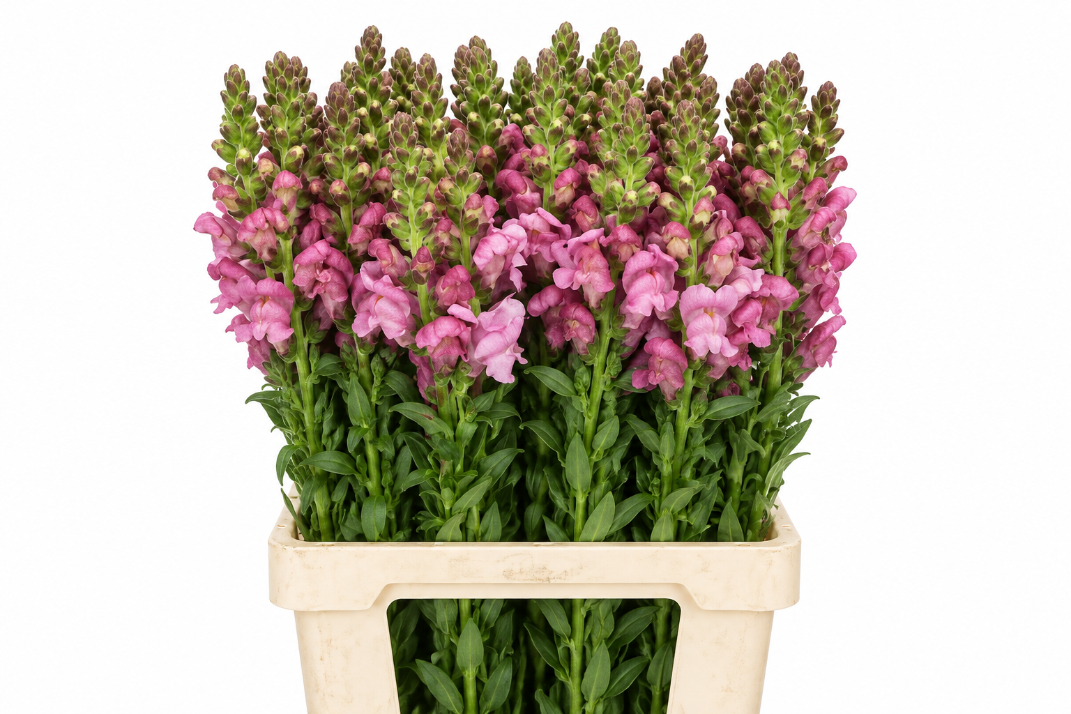 Antirrhinum Poto Lavender 70cm