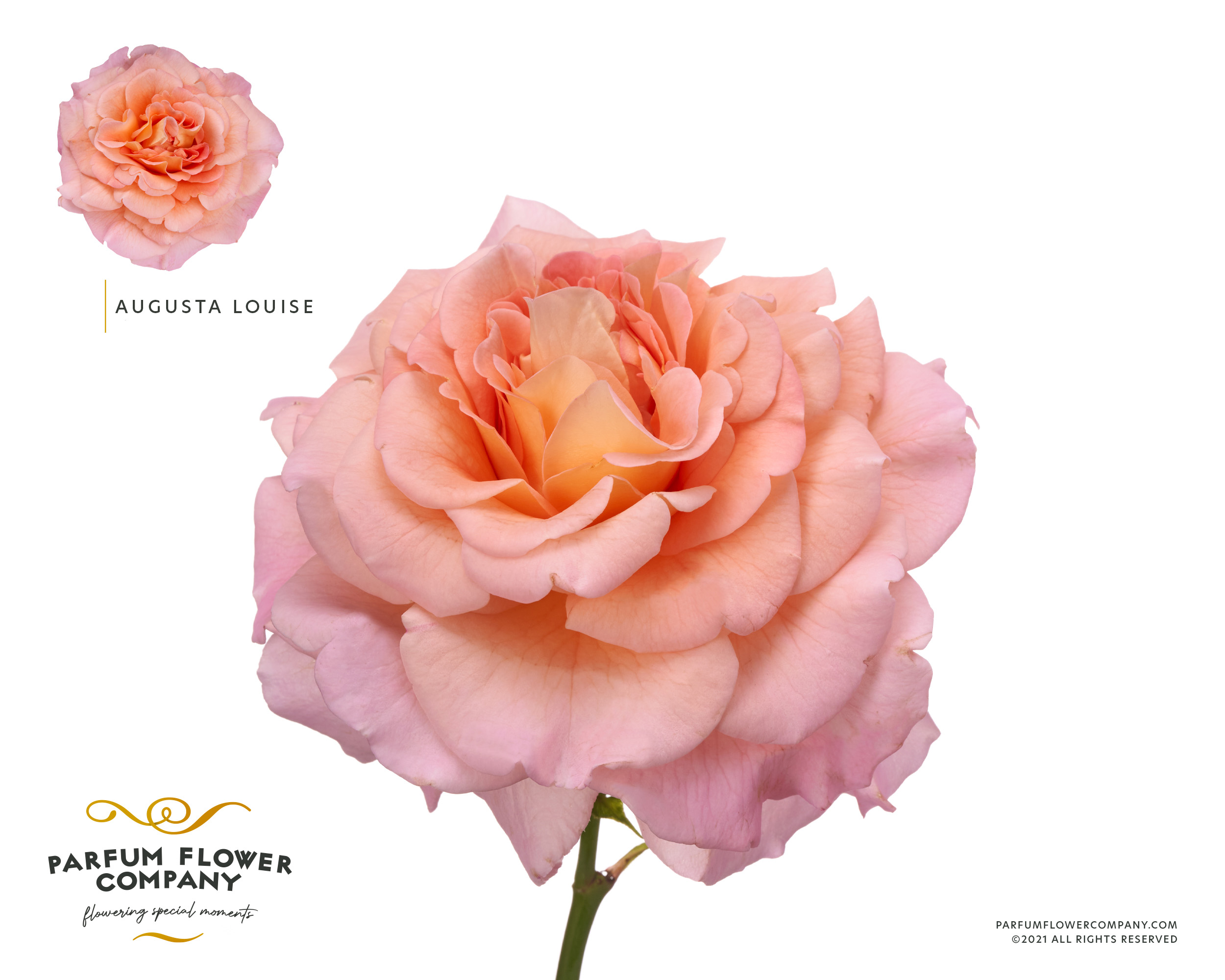Rosa Spr Augusta Luise 60cm