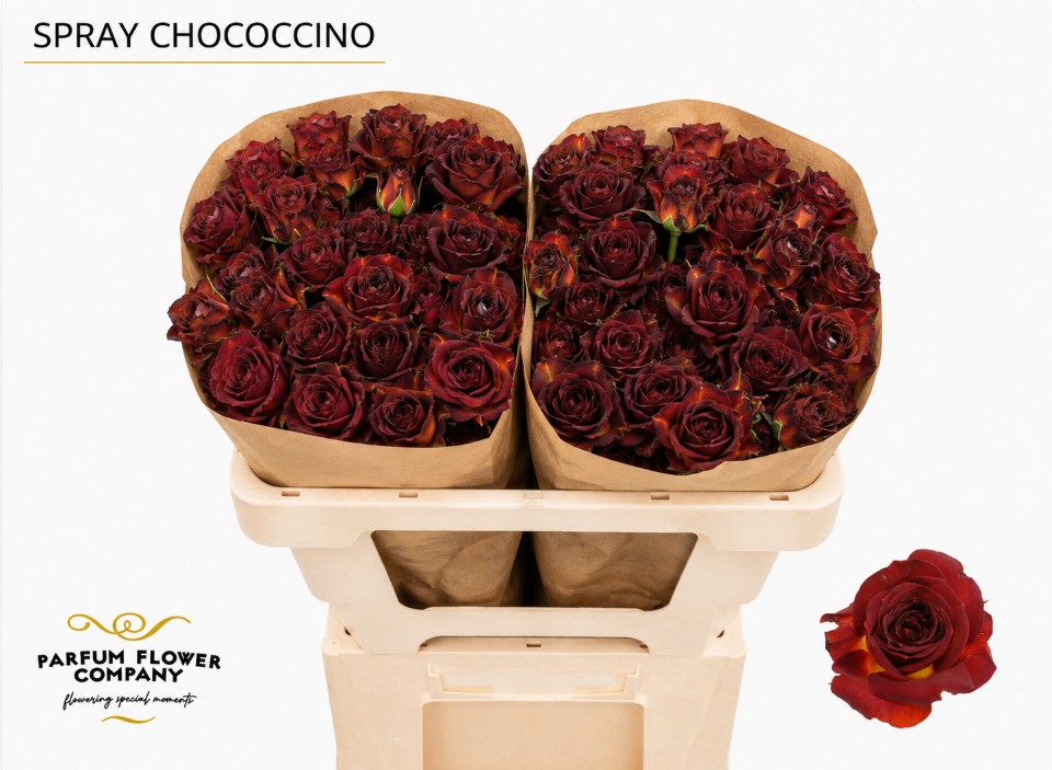 Rosa Spr Chococcino 50cm