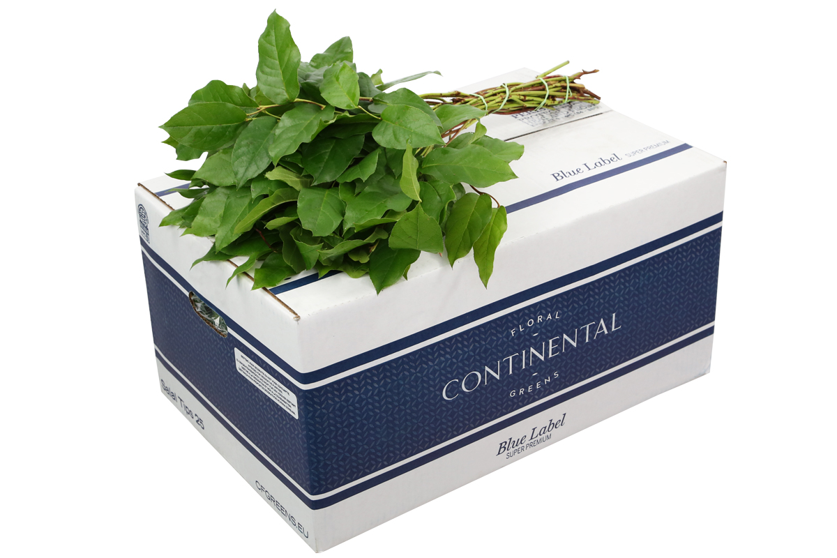 Continental Blue Label