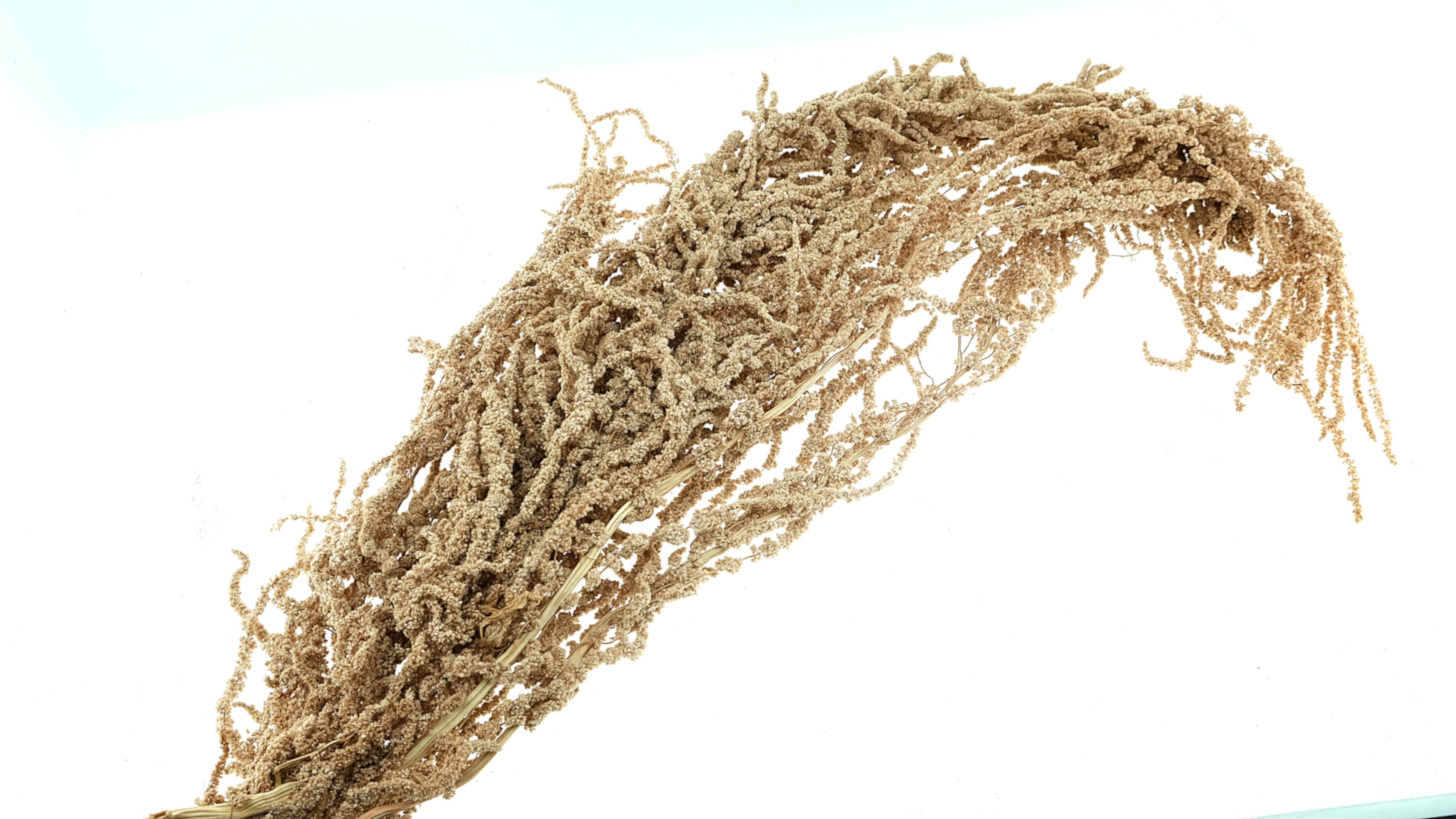 Amaranthus Preserved Coffee