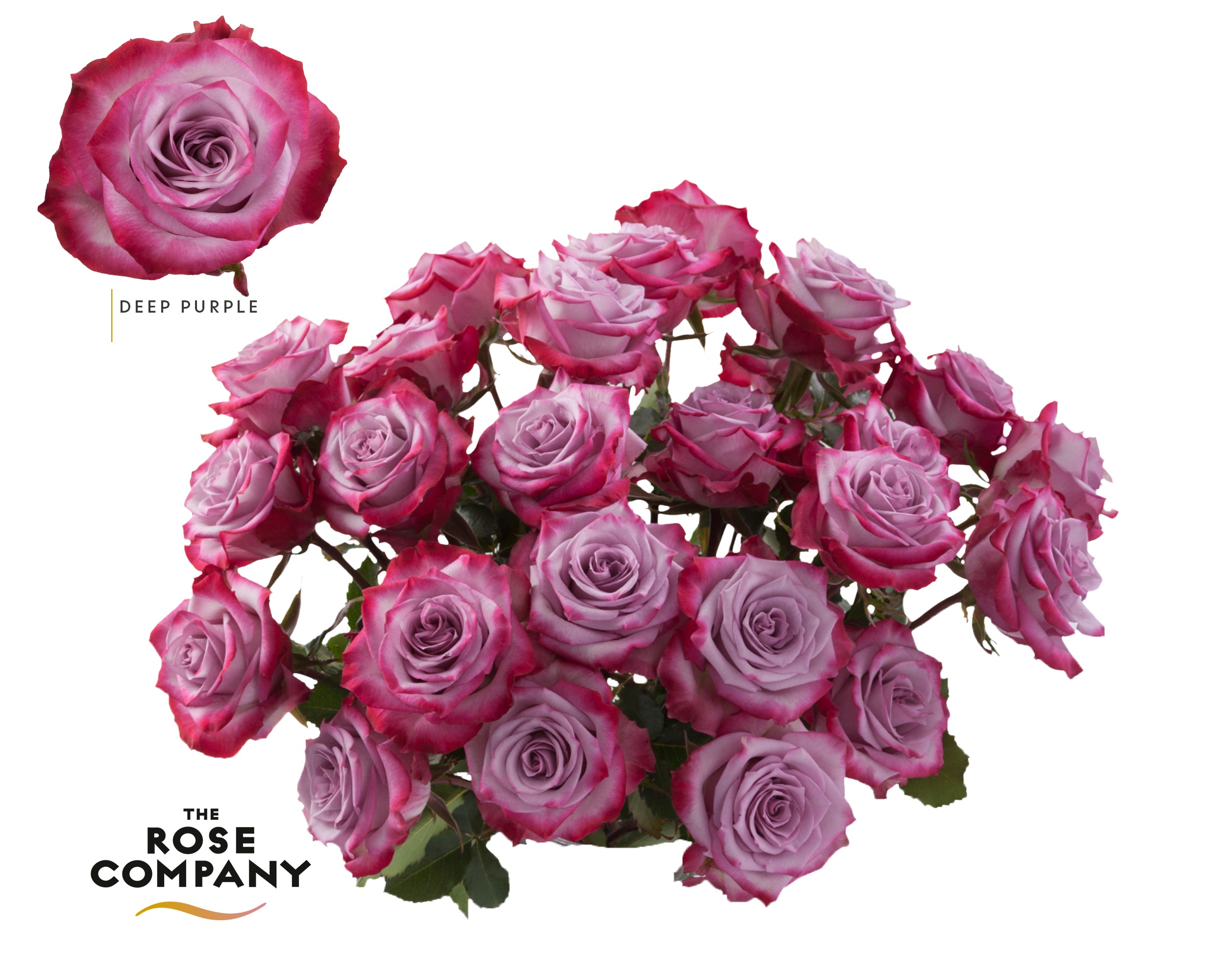 Rosa Ec Deep Purple | REC | Rosa Ecuador | Rosa | All Products | Coloríginz