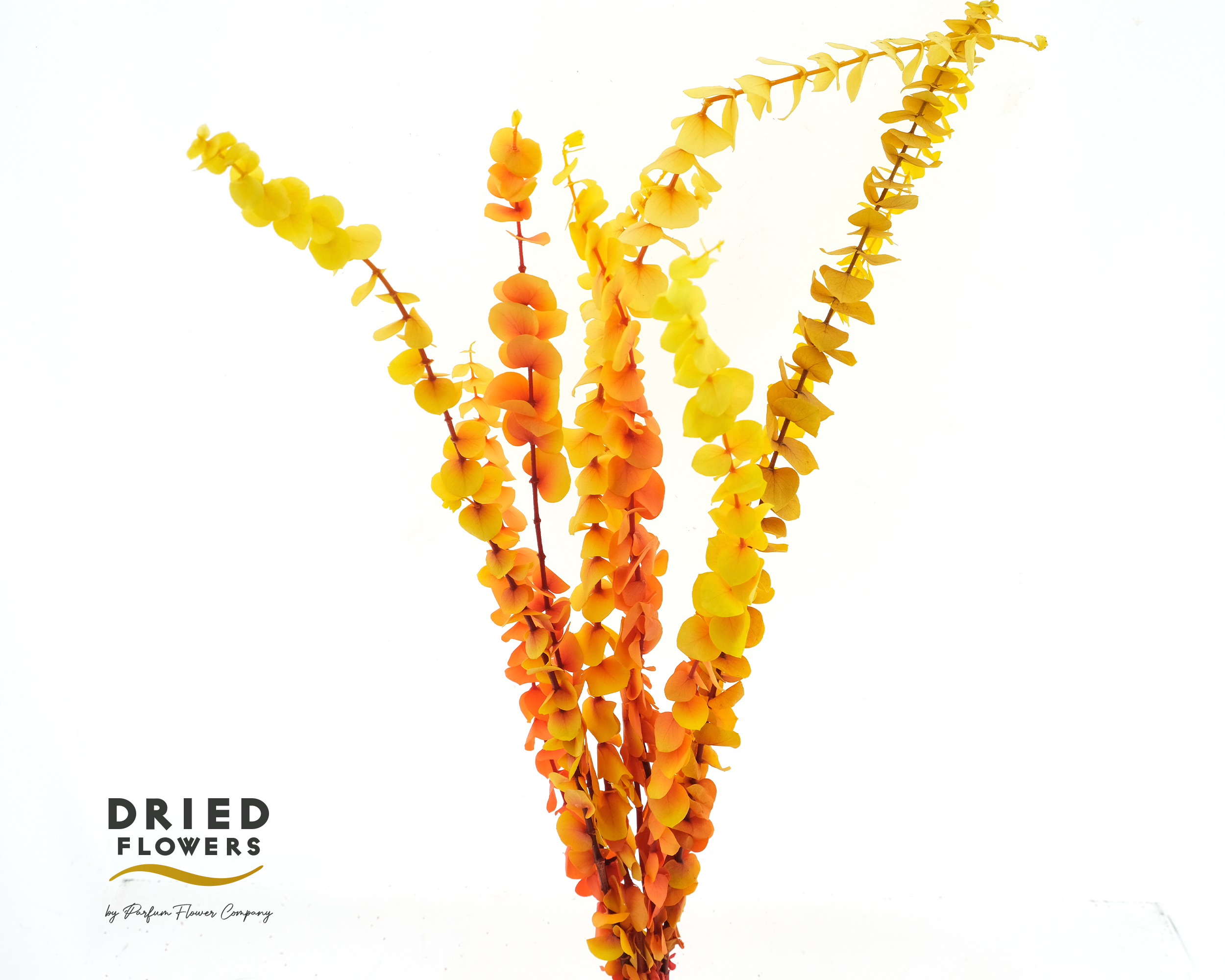 Dried Bleached Eucalyptus Baby Blue Autumn