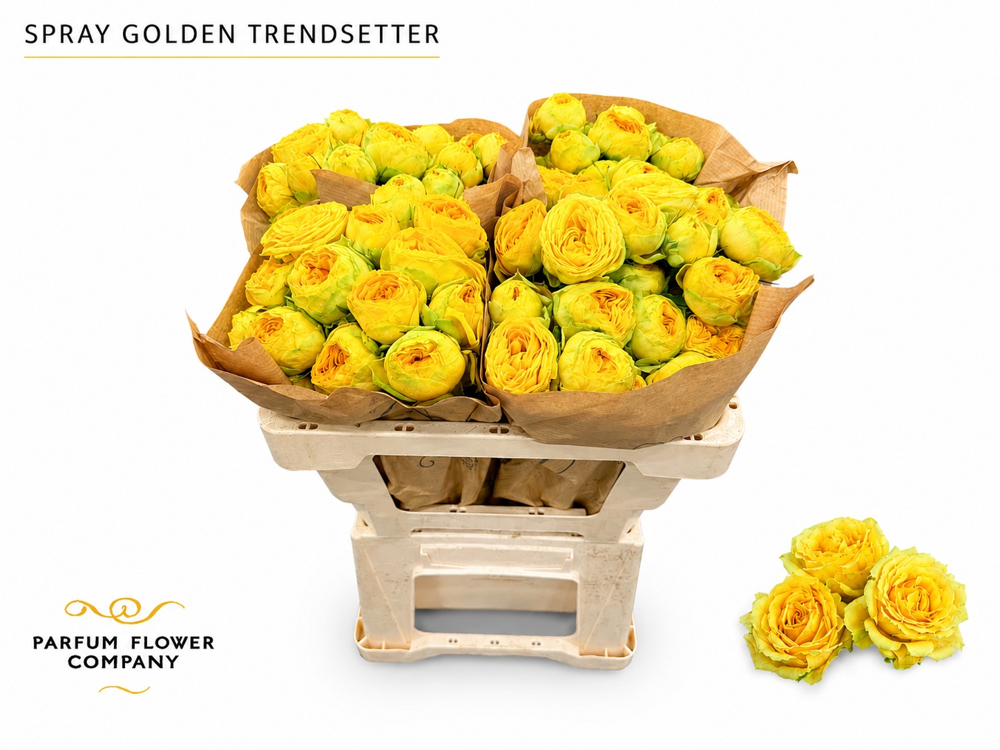 Rosa Spr Gol Trendsetter 50cm