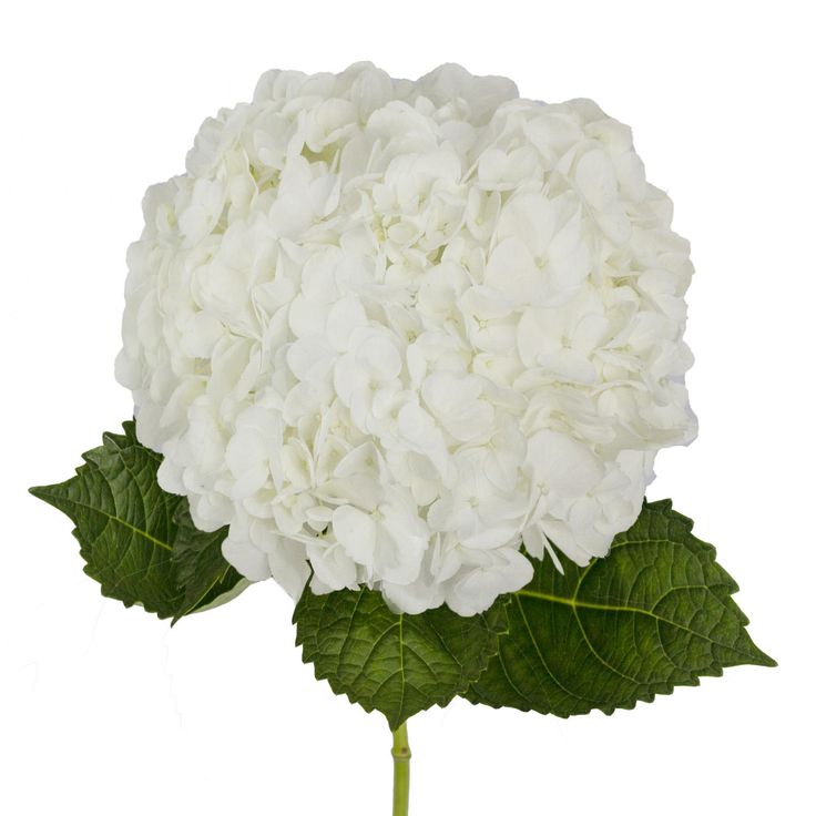 Hydrangea 60cm 16Ø