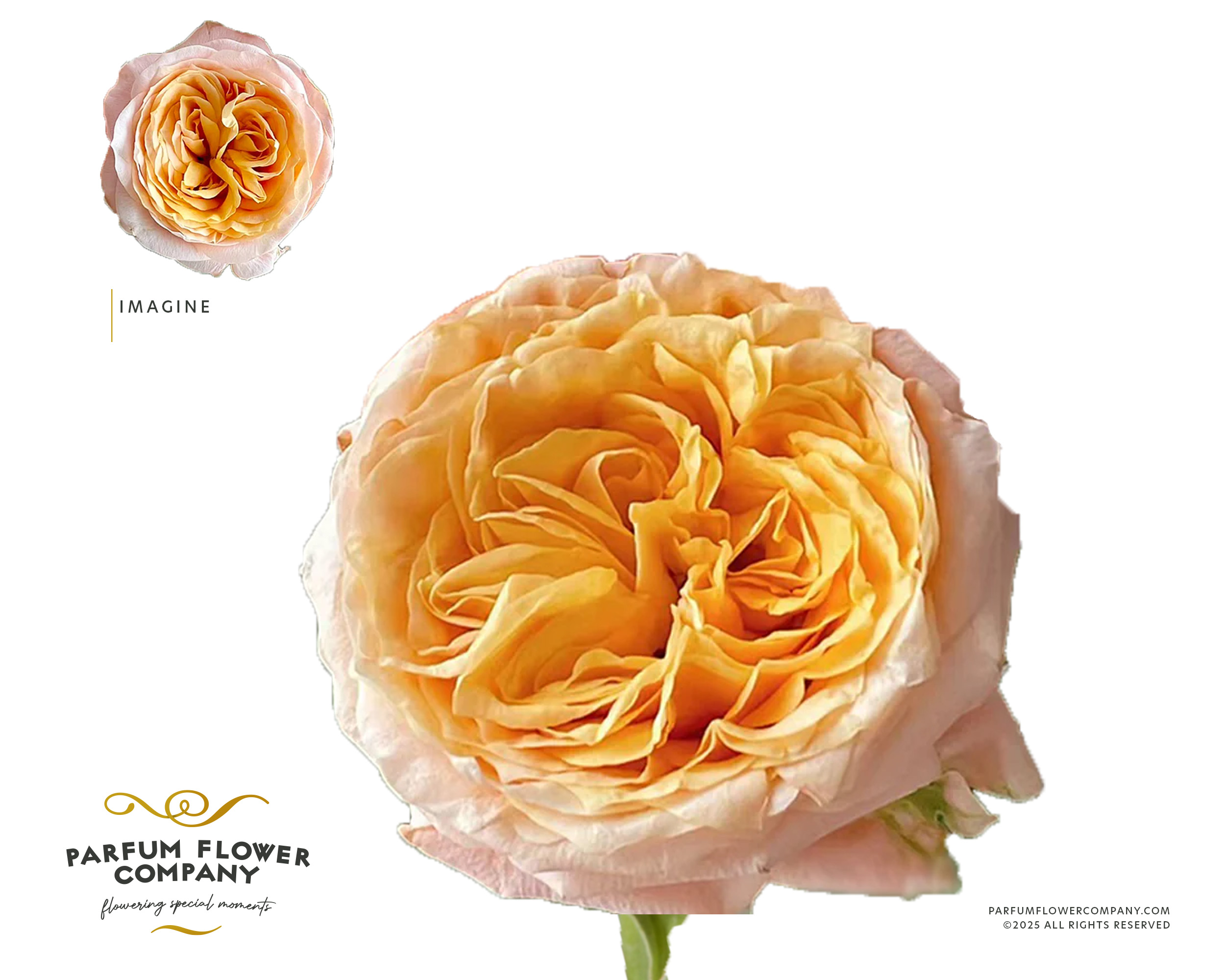Rosa Imagine 50cm