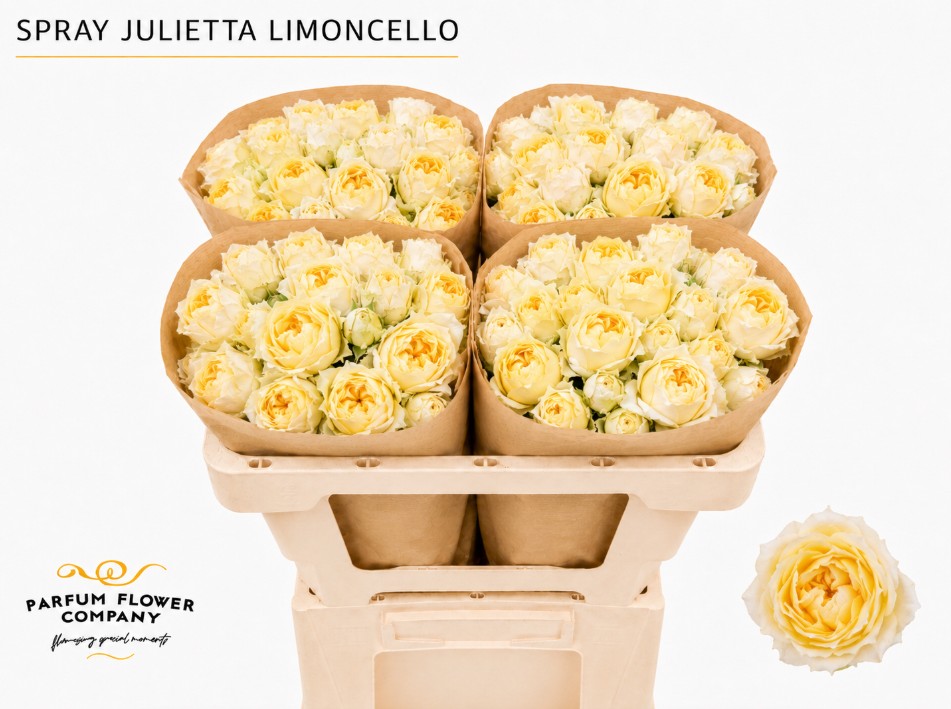 Rosa Garden Spray Julietta Limonce 50cm
