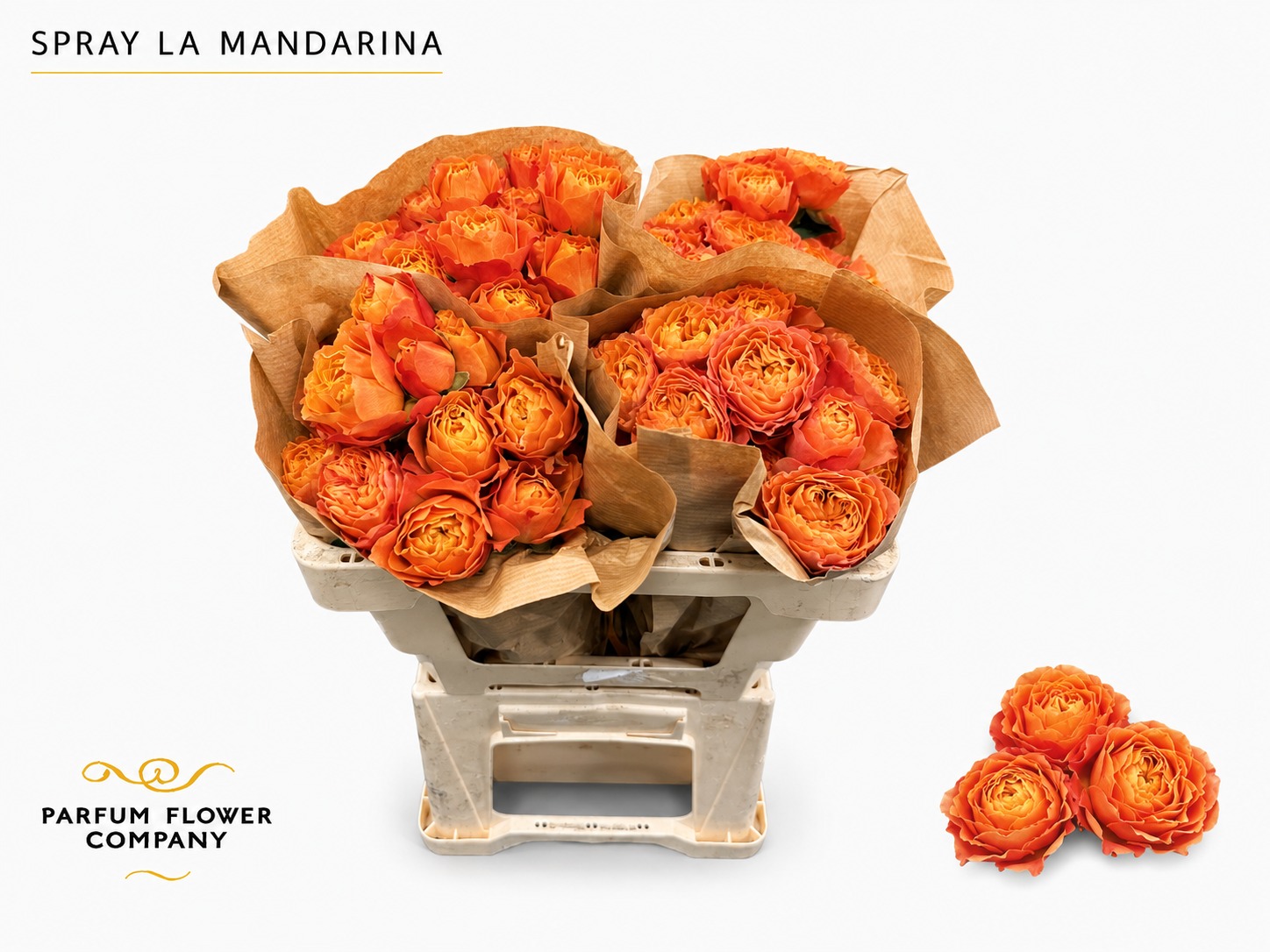 Rosa Spr La Mandarina 50cm