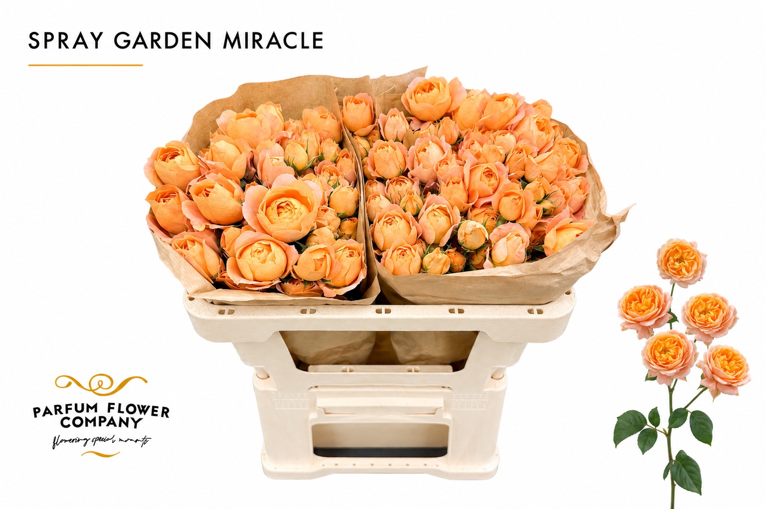 Rosa Spray Garden Miracle