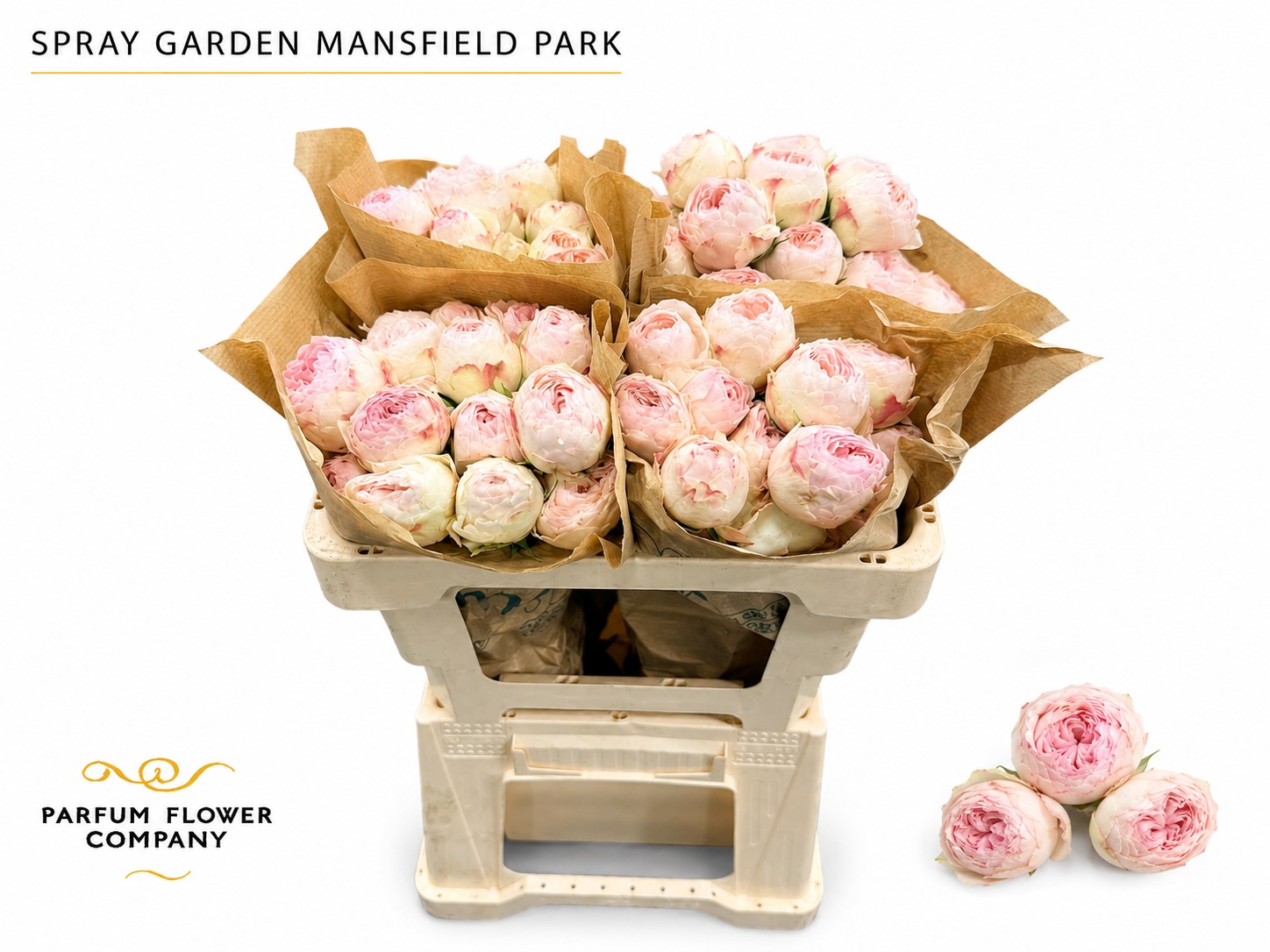Rosa Spr Mansfield Park 50cm