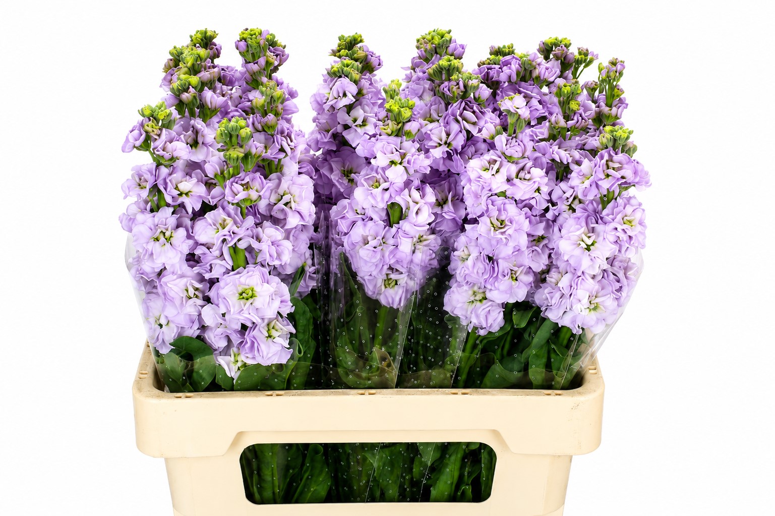 Matthiola Iron Marine 70cm