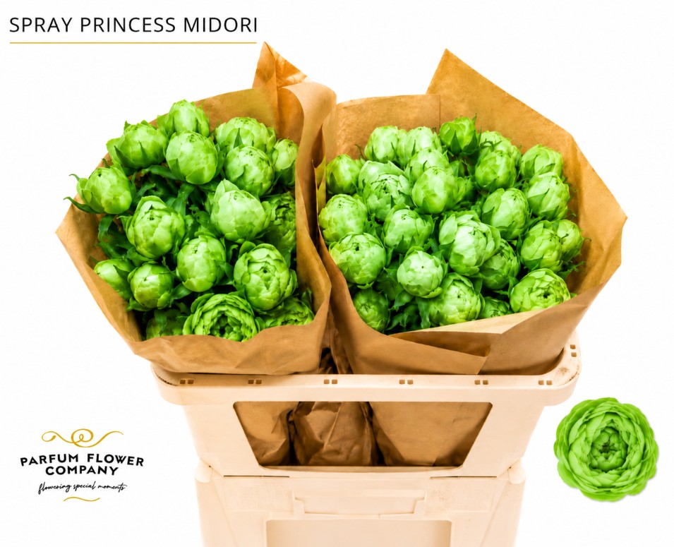 Rosa Spray Princess Midori