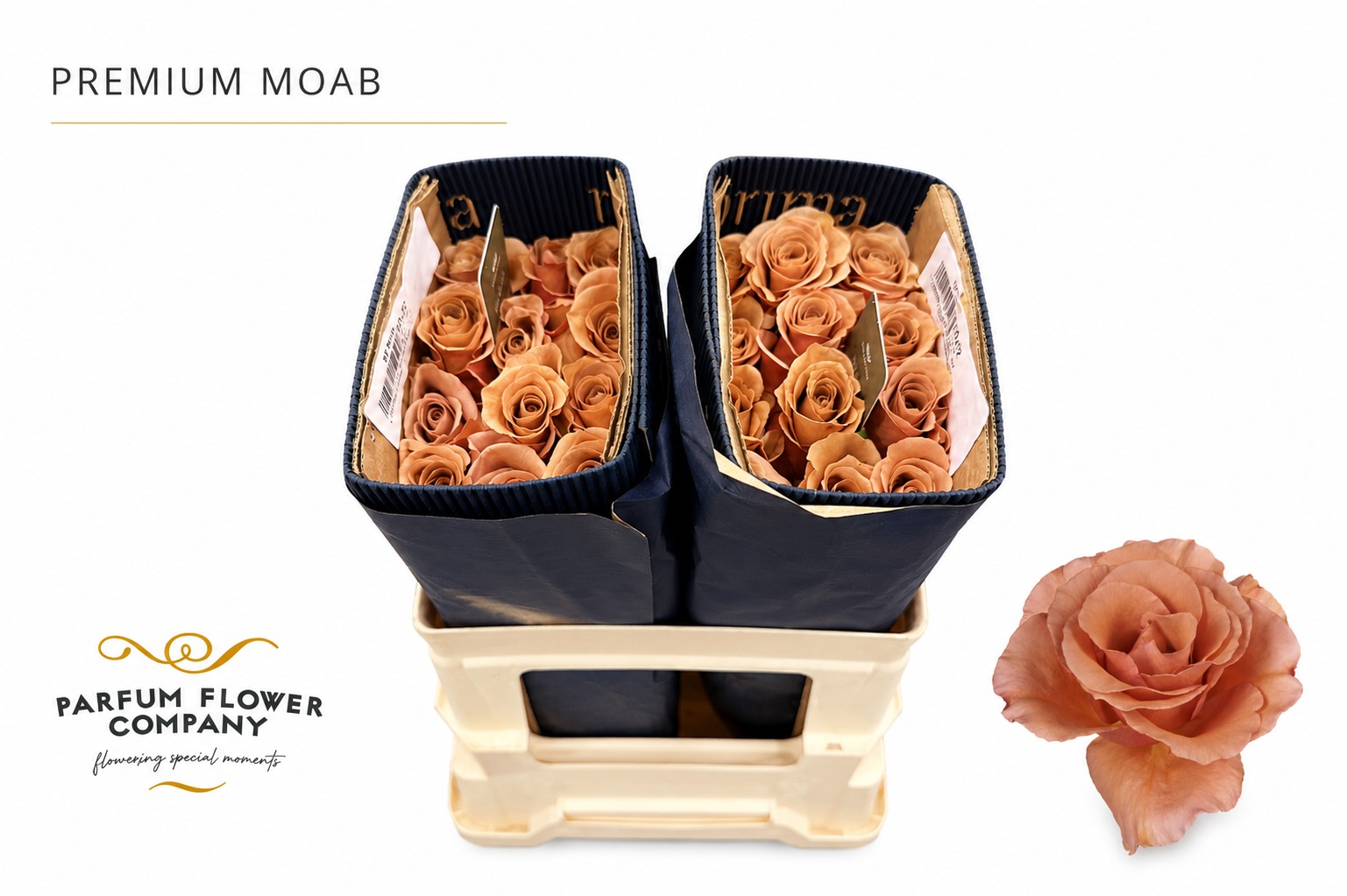 Rosa Premium Moab