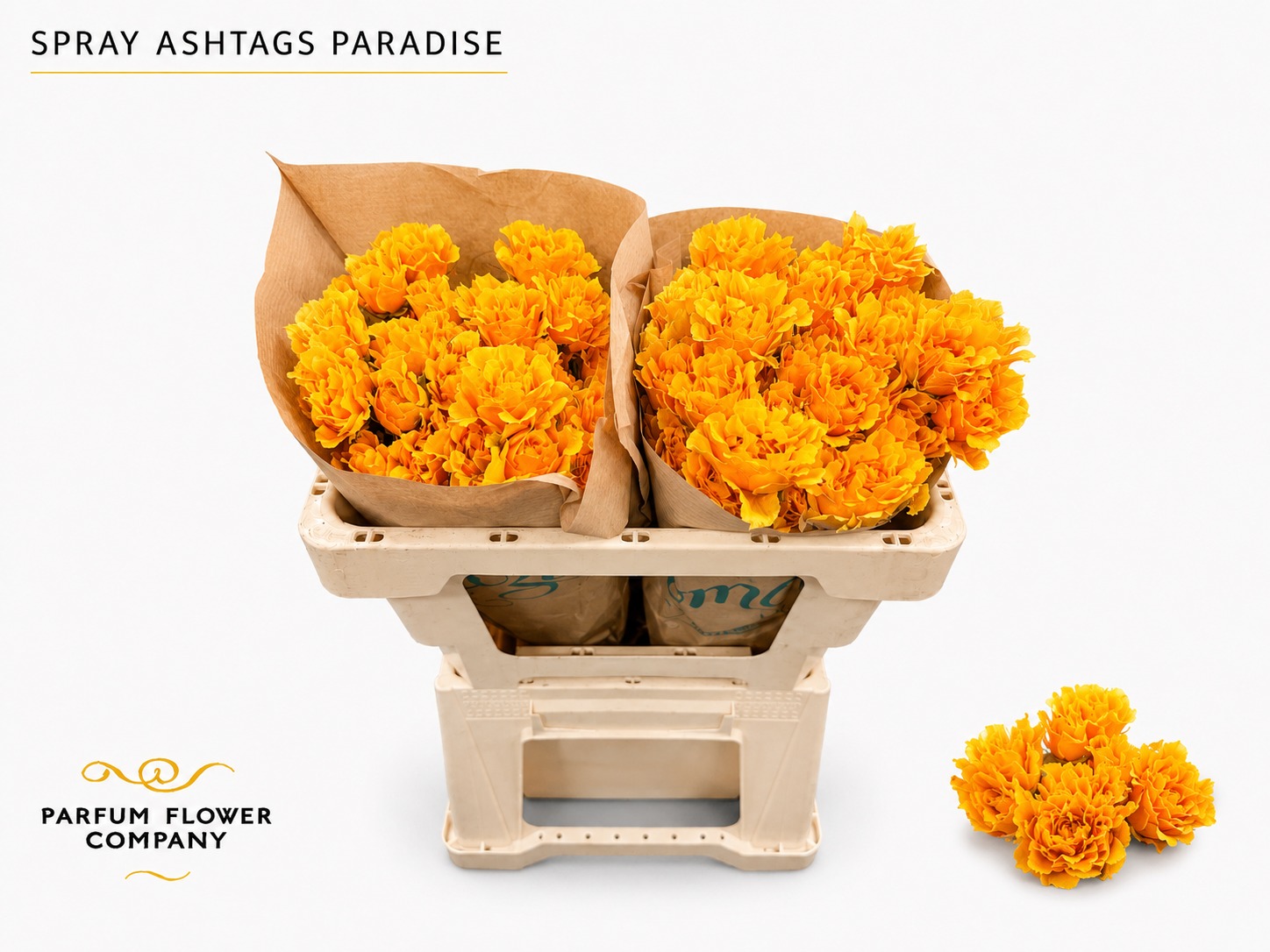 Rosa Spray #ashtags Paradise