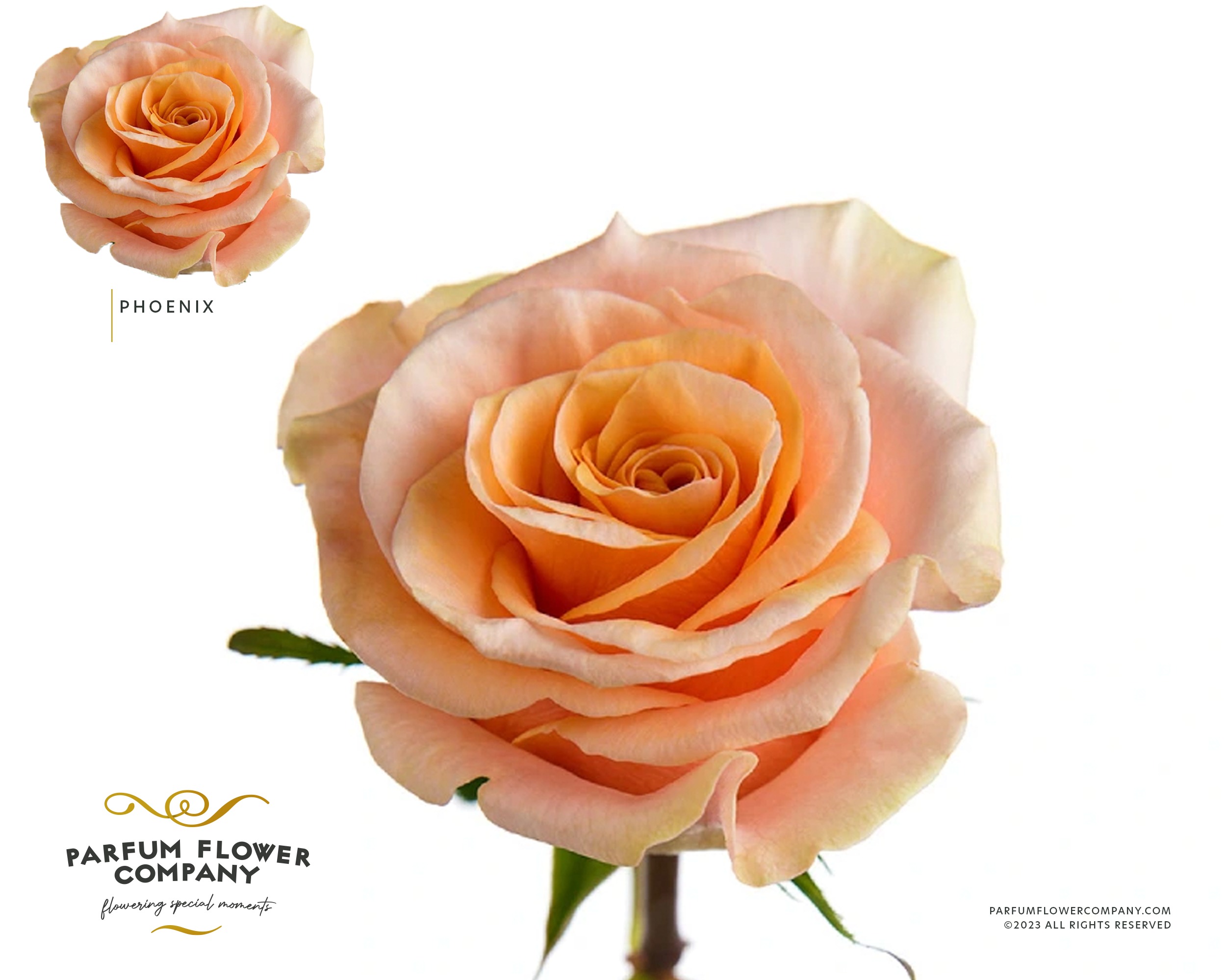 Rosa Garden Phoenix | Coloríginz