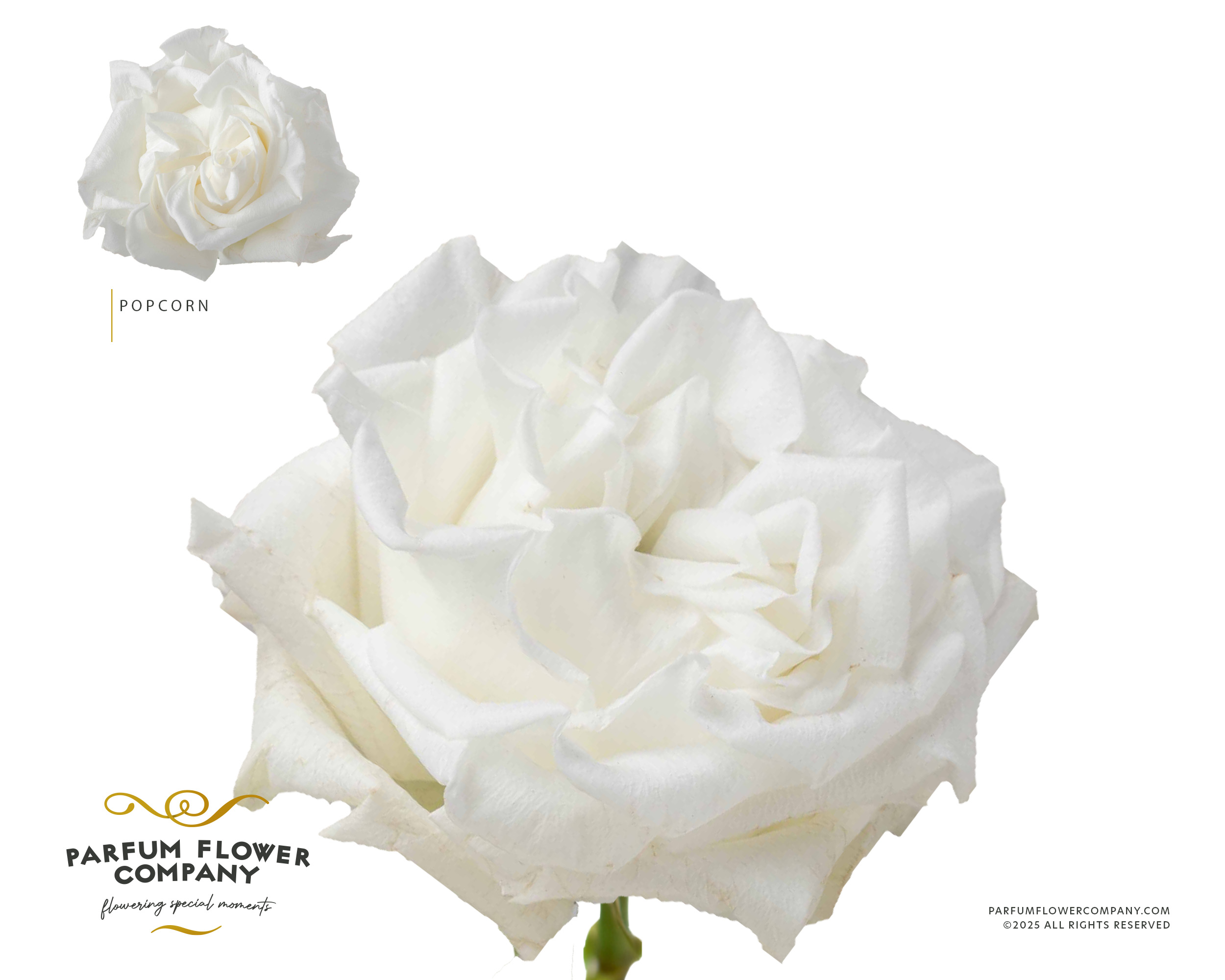 Rosa 70cm