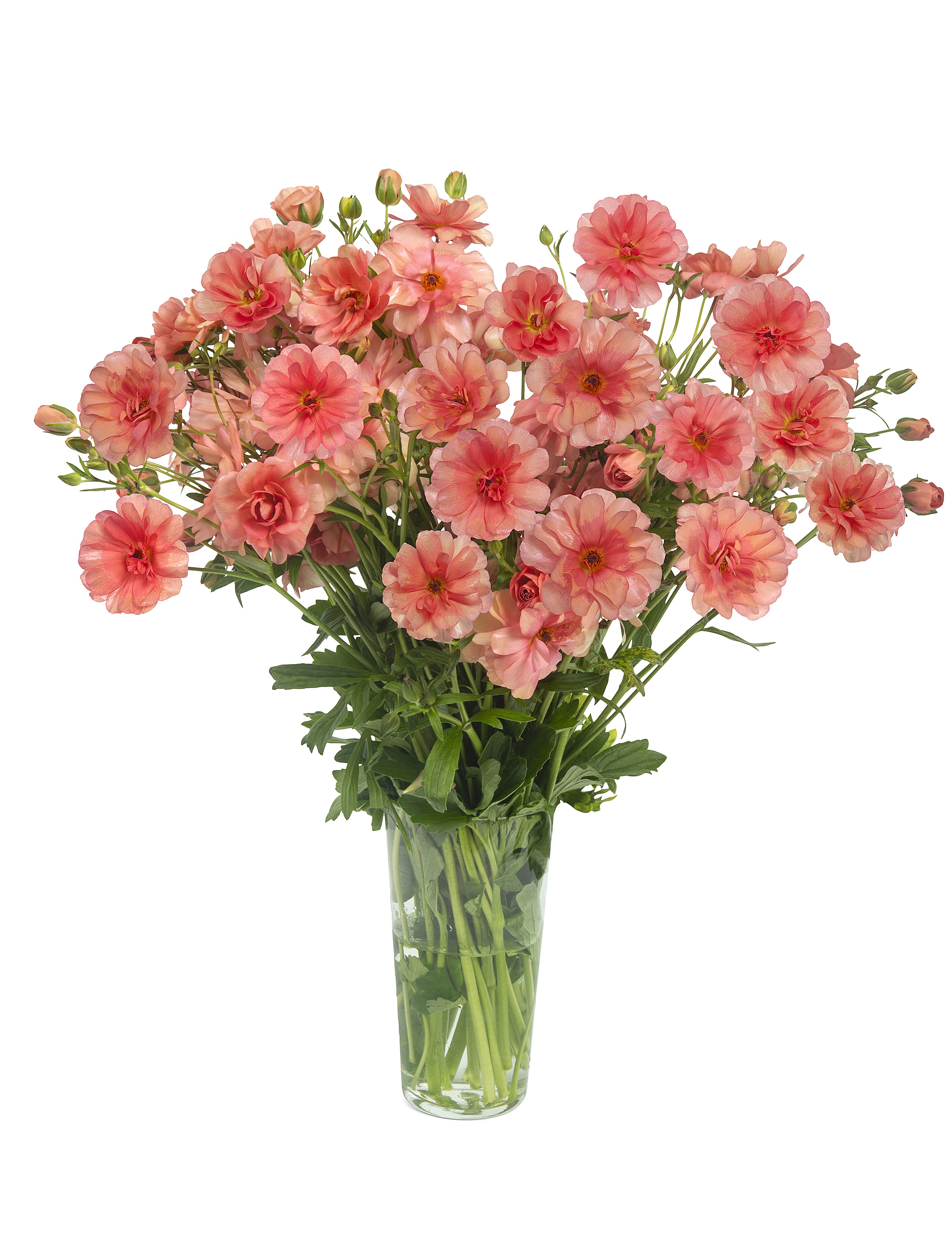 Ranunculus Butterfly Eris 70cm