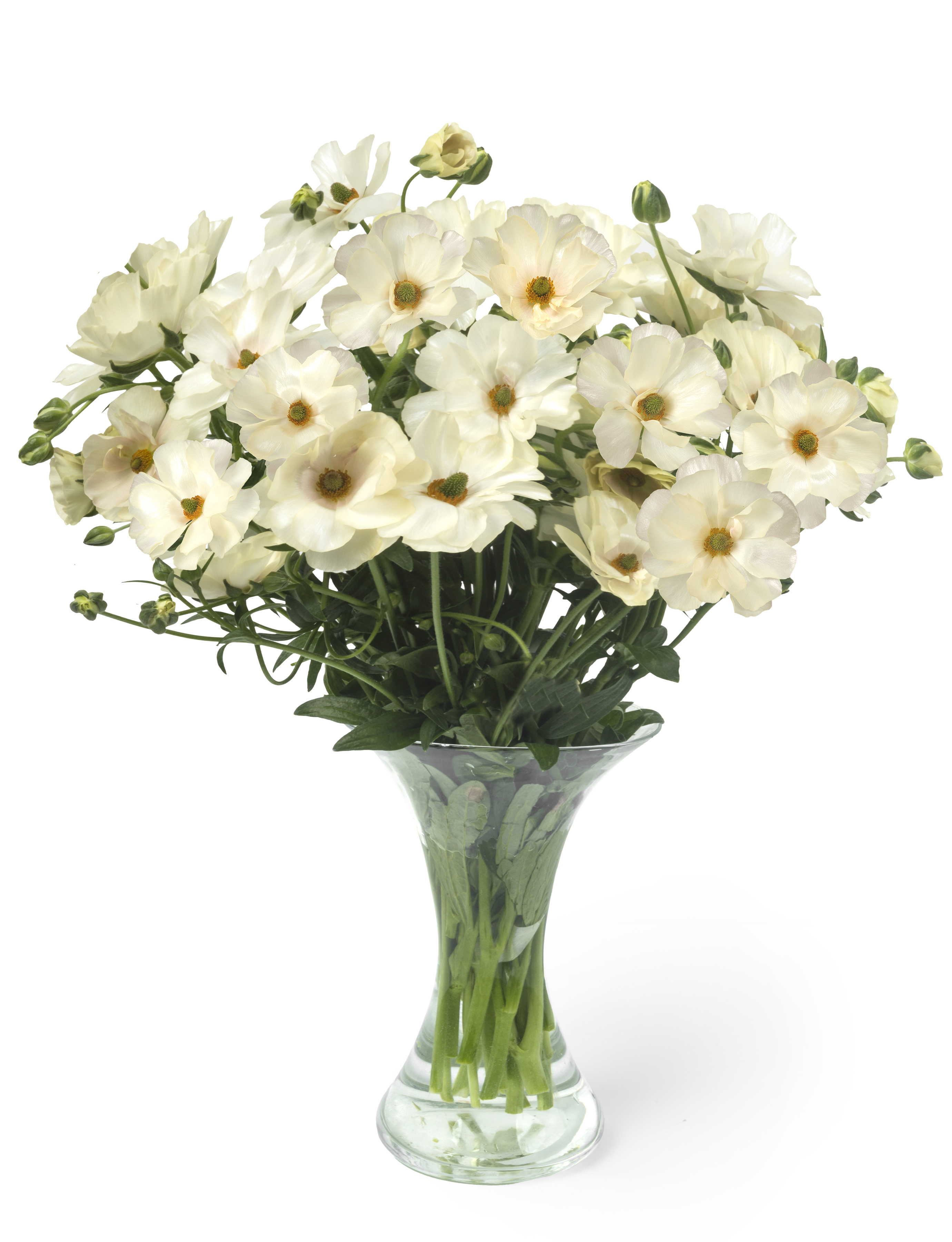 Ranunculus Butterfly Keramo 60cm