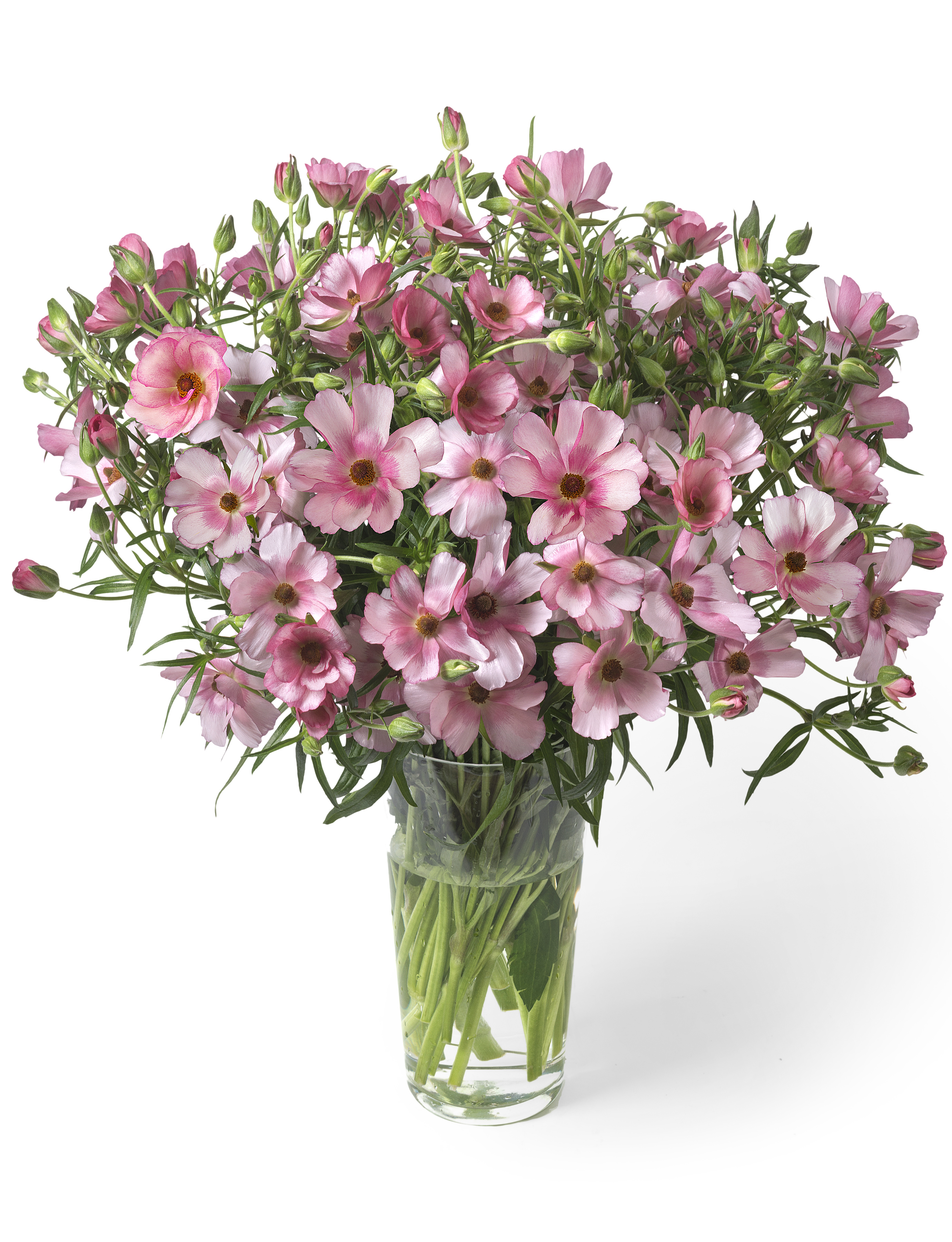 Ranunculus Butterfly Lycia 70cm