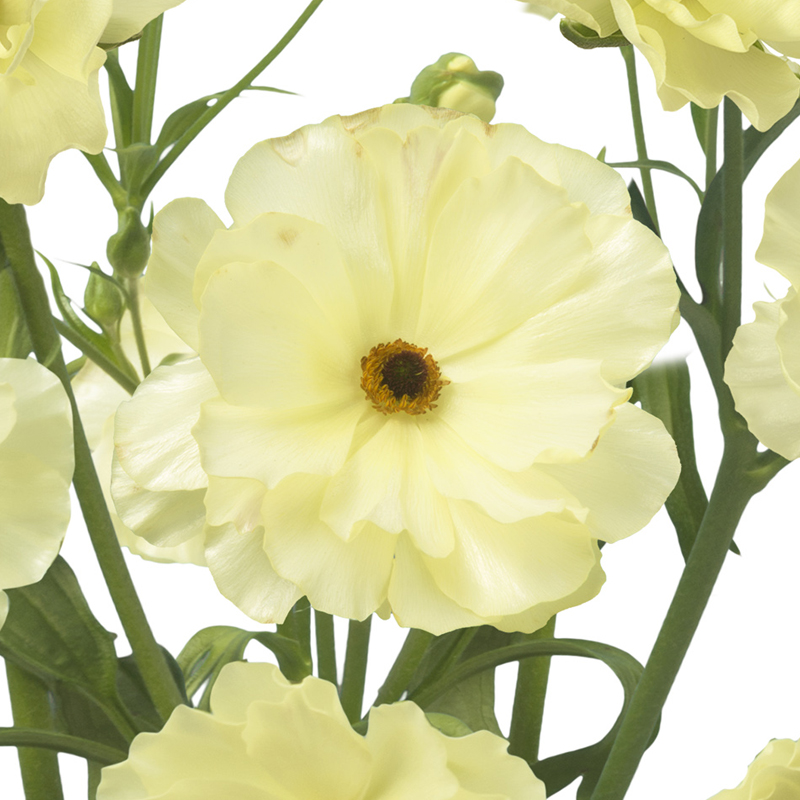 Ranunculus Butterfly Litai 70cm