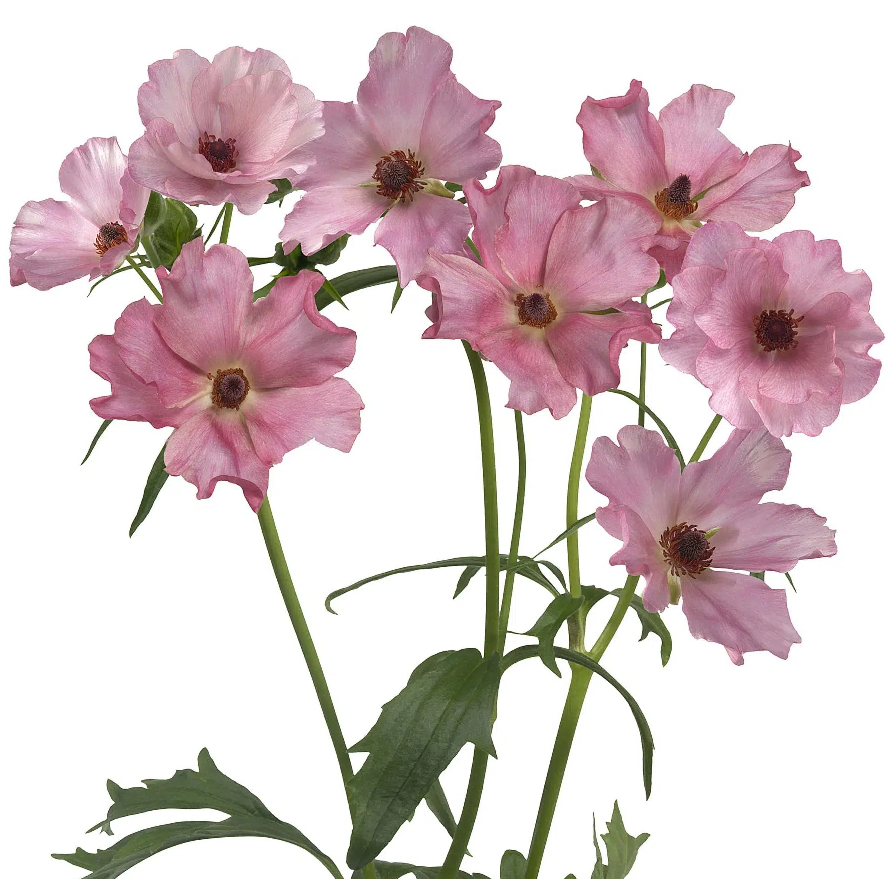 Ranunculus Butterfly Isis 70cm