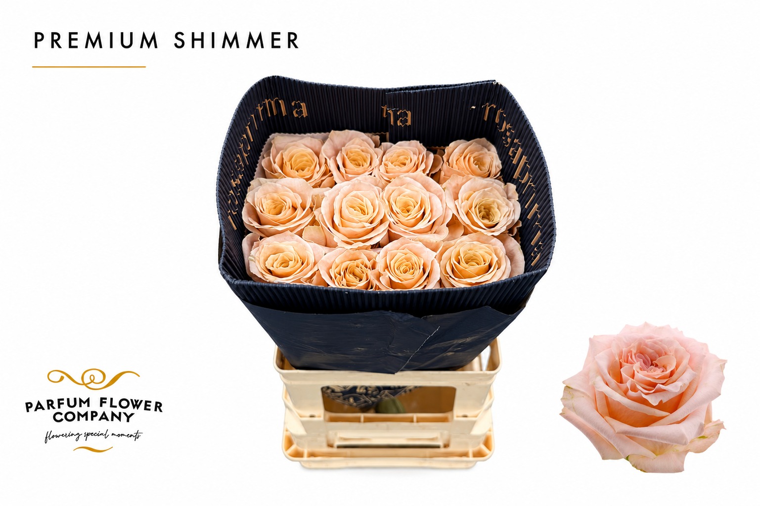 R Gr Shimmer