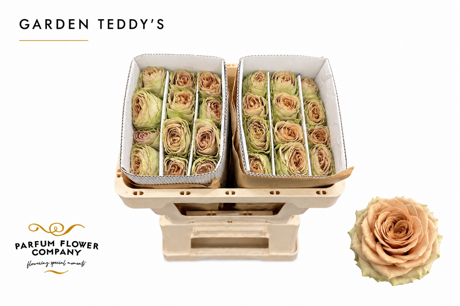 R Gr Teddys
