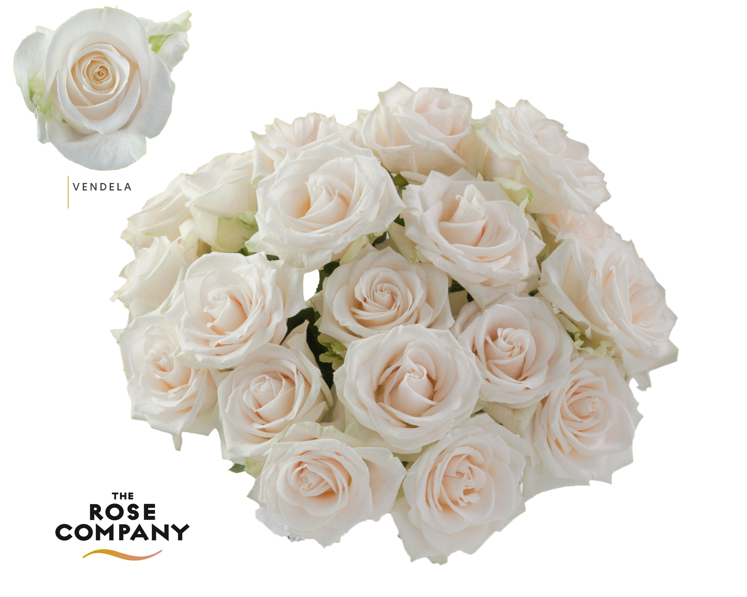Rosa Ec Vendela | Coloríginz