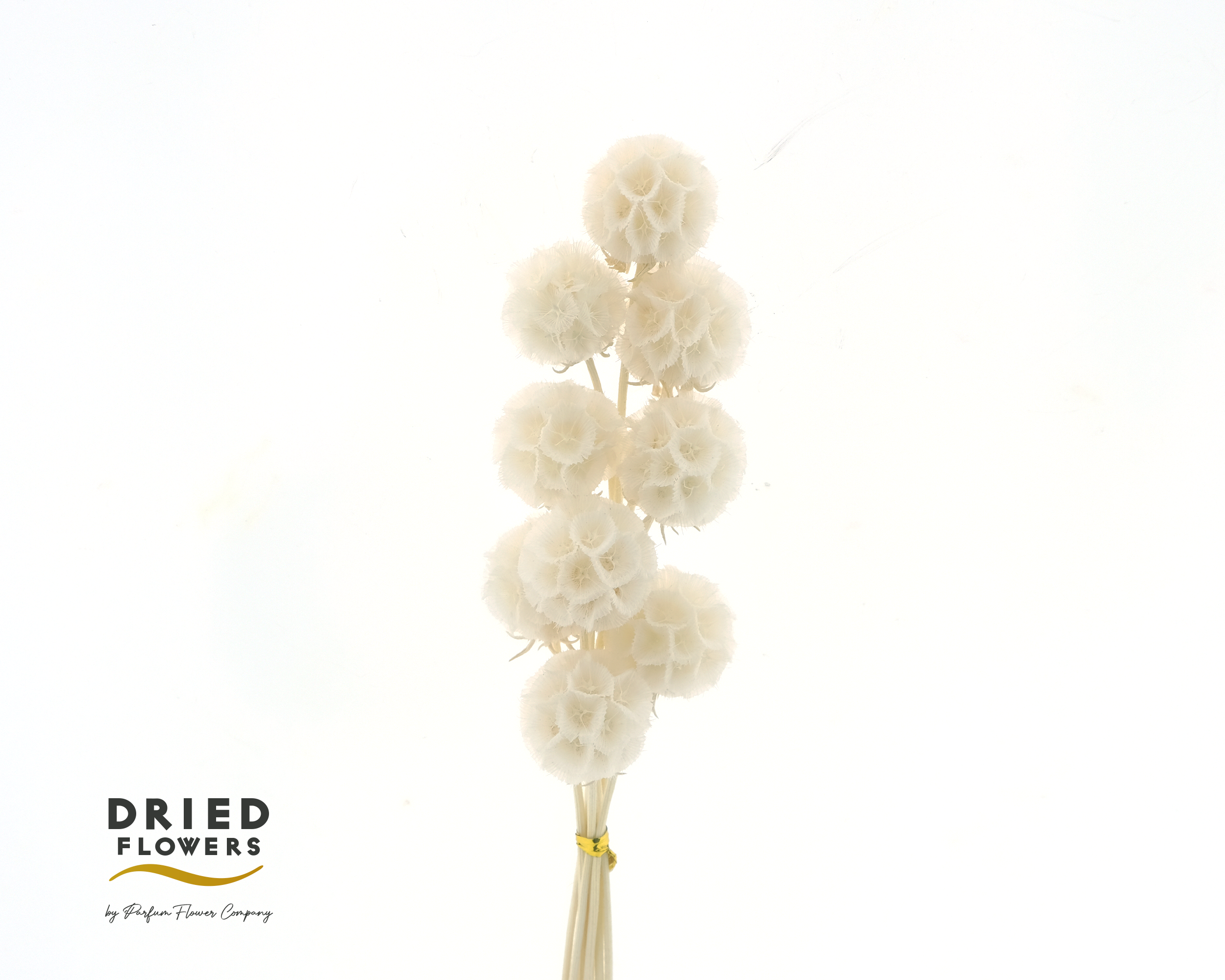 Dried Bleached Scabiosa