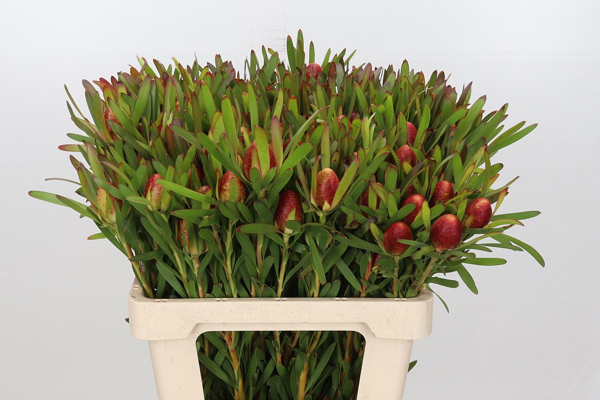 Leucad Ayoba Ch Pear 60cm
