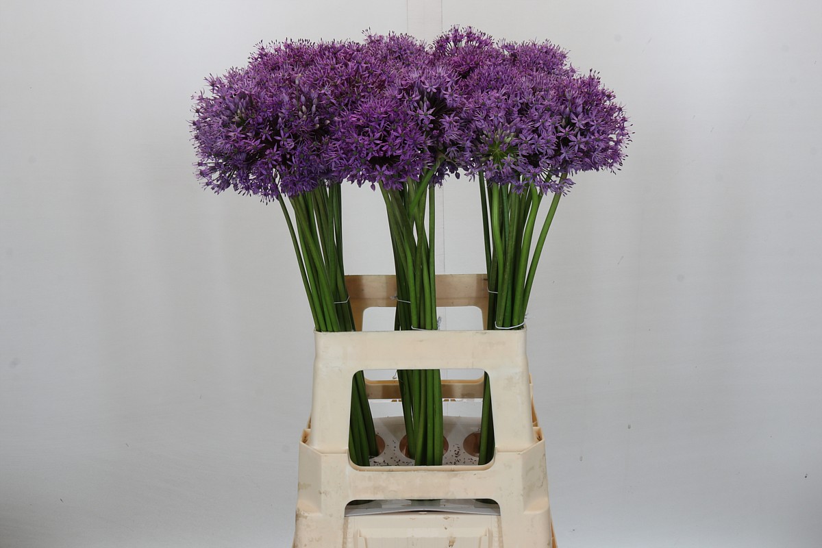 Allium Gladiator