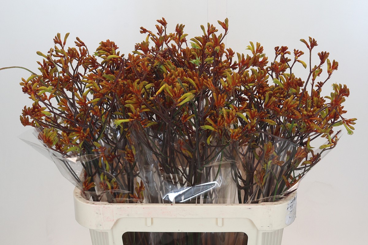 Anigozanthos Bush Sunset 80cm