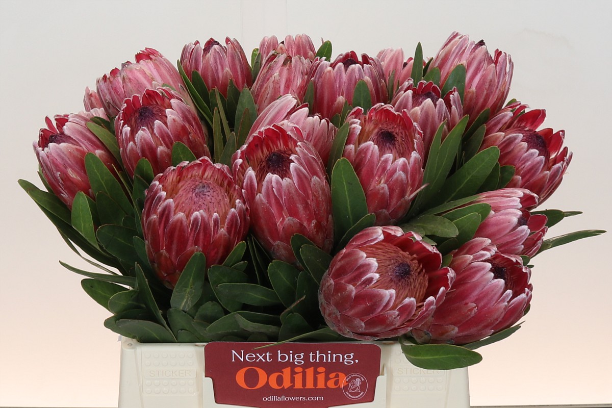 Protea Pink Ice 40cm