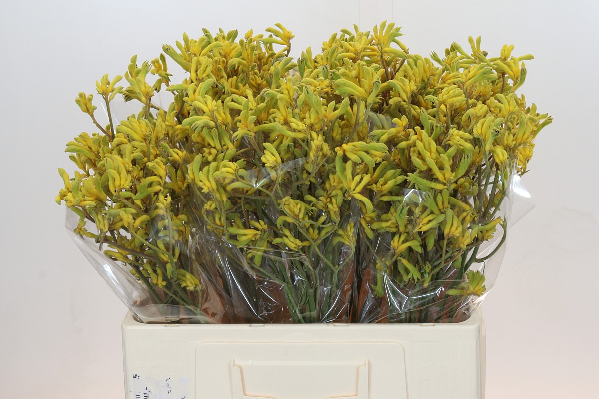Anigozanthos Bush Down 60cm