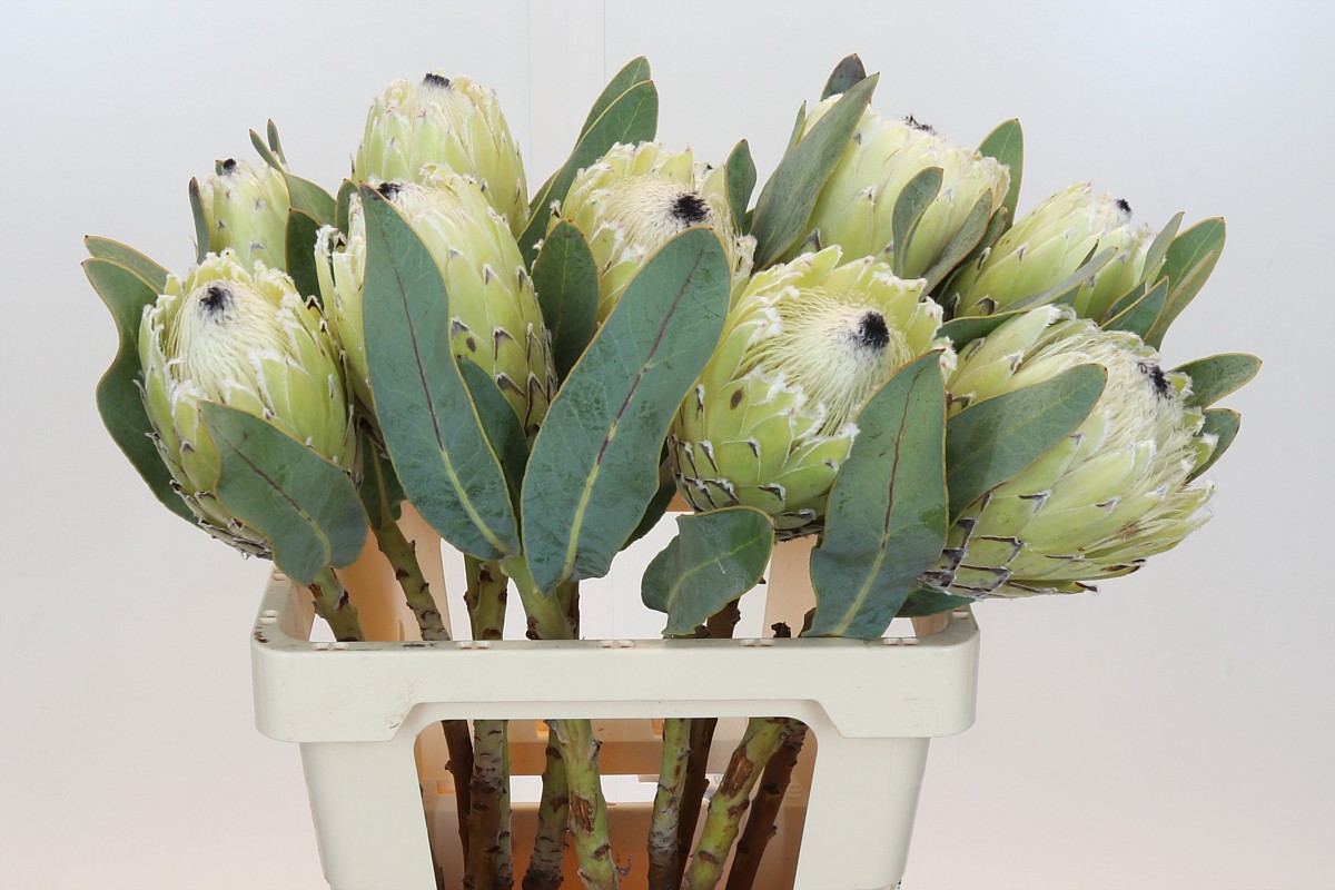 Protea M Polar Princ 60cm