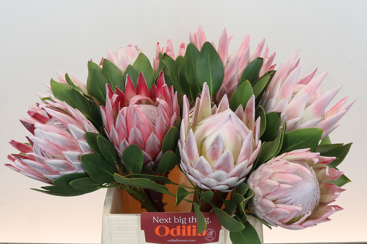 Protea Cynaroides 40cm