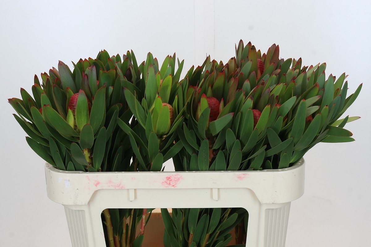 Leucad Ayoba Afr Sky 70cm
