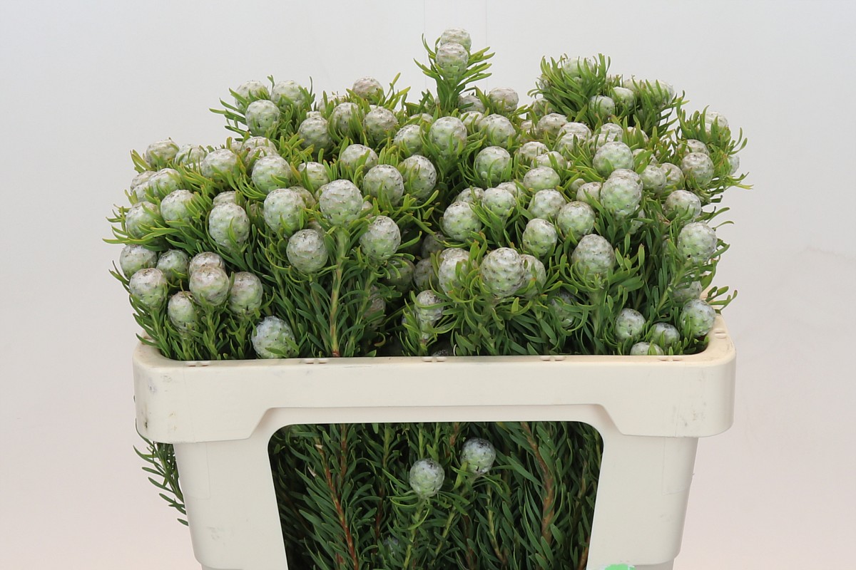 Leucadendron Jade Pearl Bunch 50cm